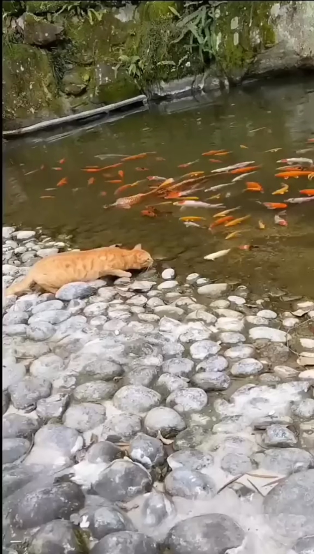 去公园游玩,公园里有个池塘养了好多锦鲤,不知从哪里跑来一只流浪猫