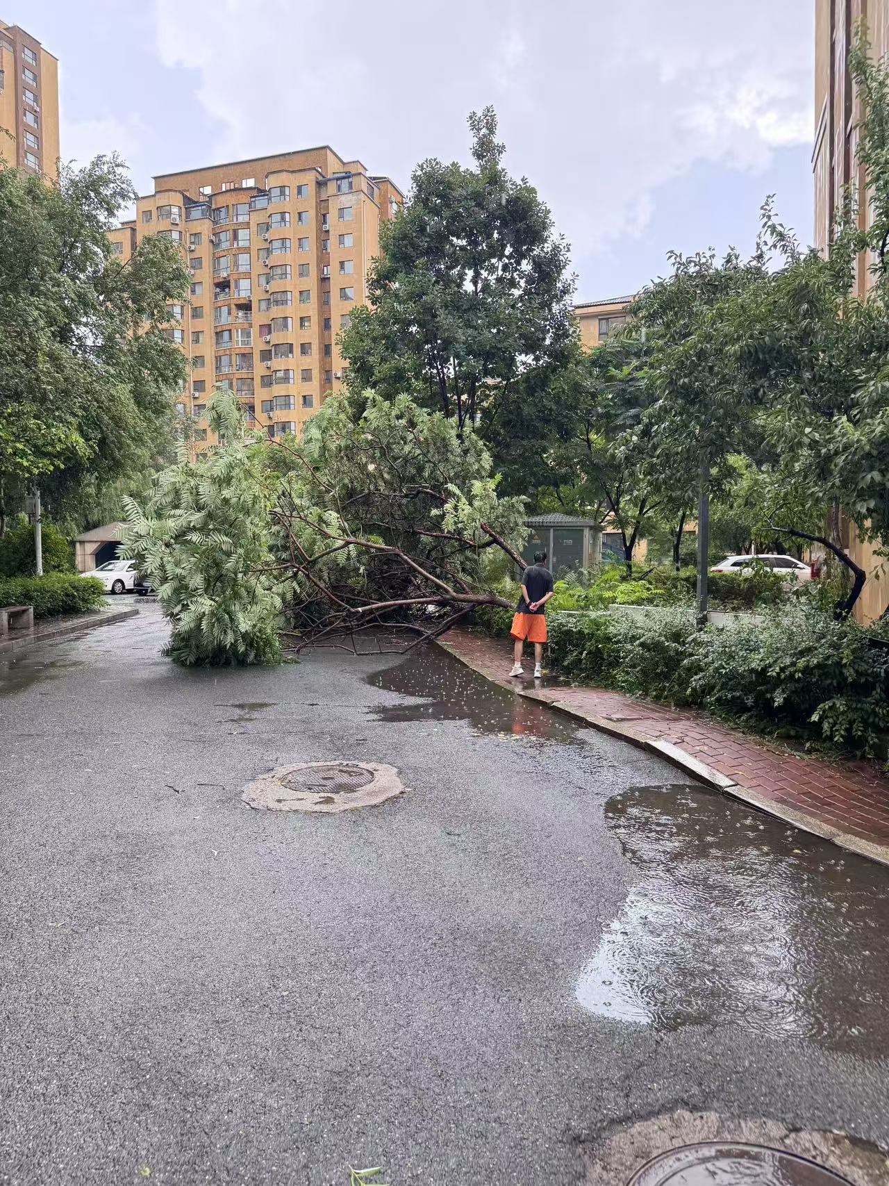 东倒西歪的大树啊来吉林游泳啊马路边边积水简直像小时候松花江发水