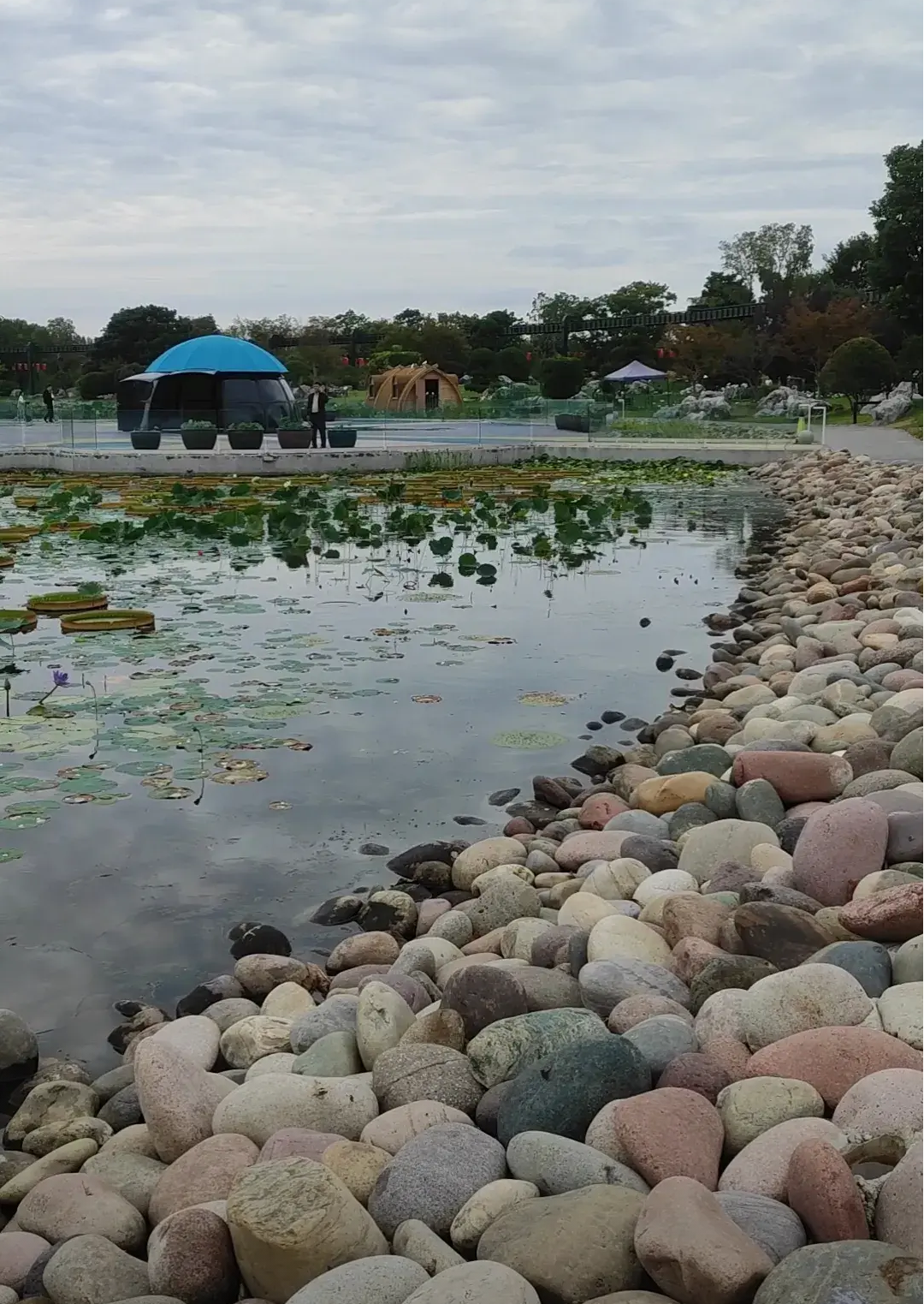 女儿女婿昨天过来送年礼,拿了一箱牛奶和一筐砂糖橘