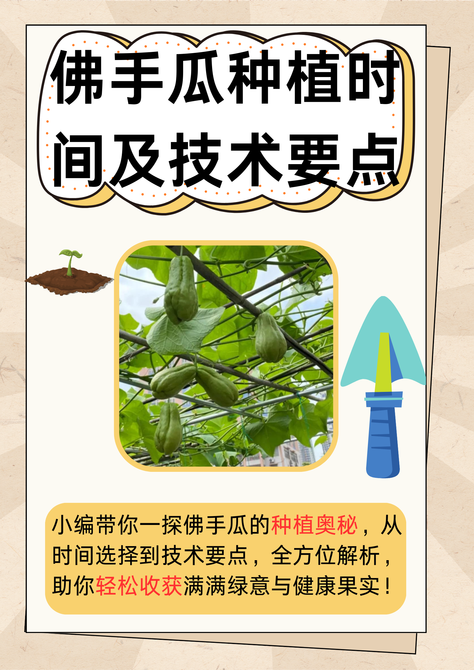 佛手瓜花盆种植方法图片