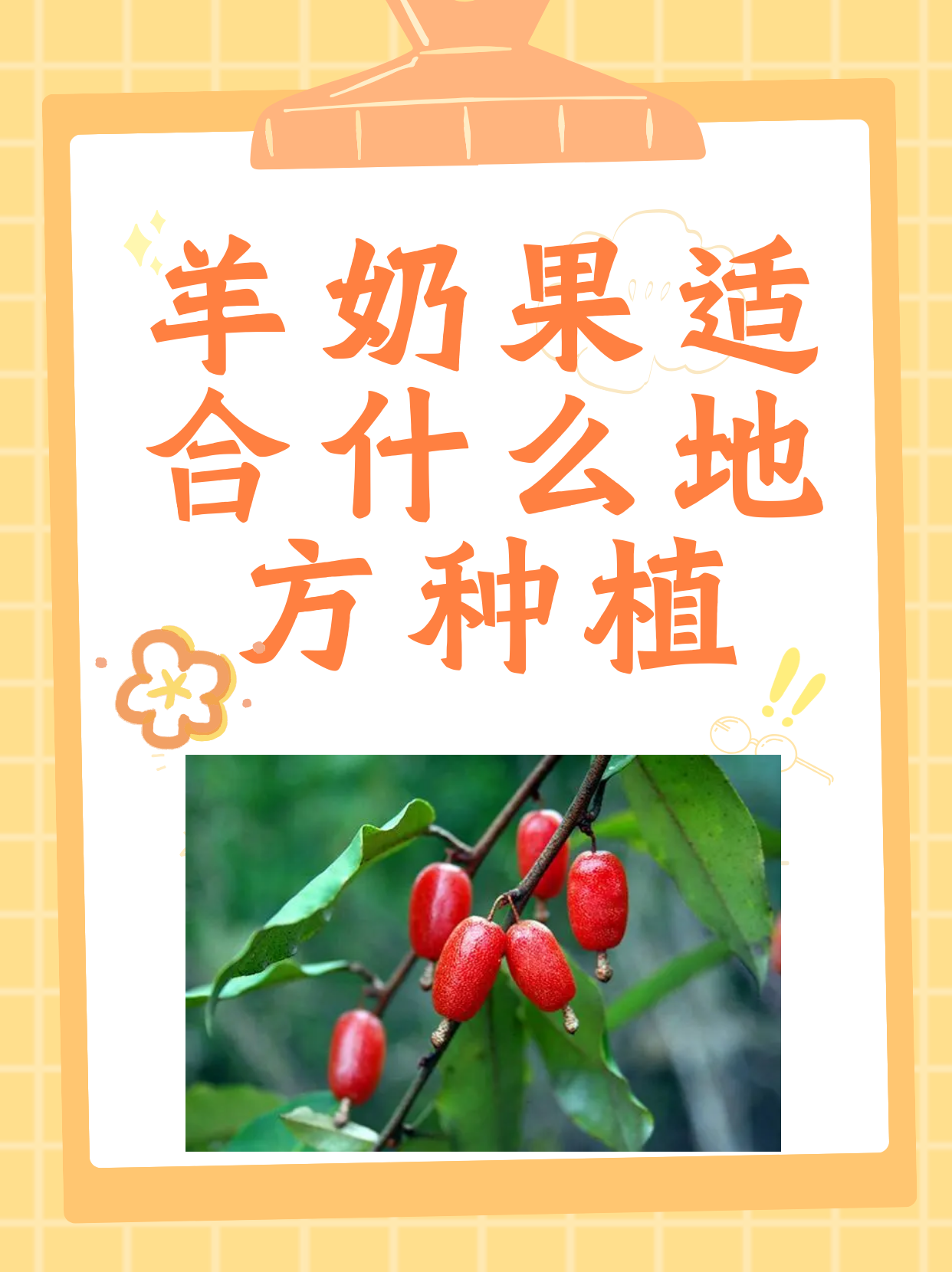 羊奶果适合什么地方种植  羊奶果(elaeagnus multiflora),又名牛奶果