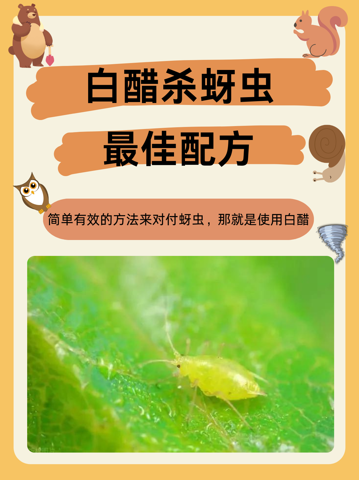 白醋杀蚜虫的最佳配方  最近,我在照顾花花草草时,发现了一个简单有效