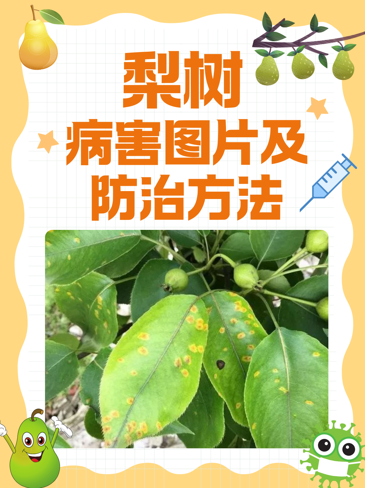 梨树病害图片及防治方法  梨树作为果树中的重要一员,其病害的防治