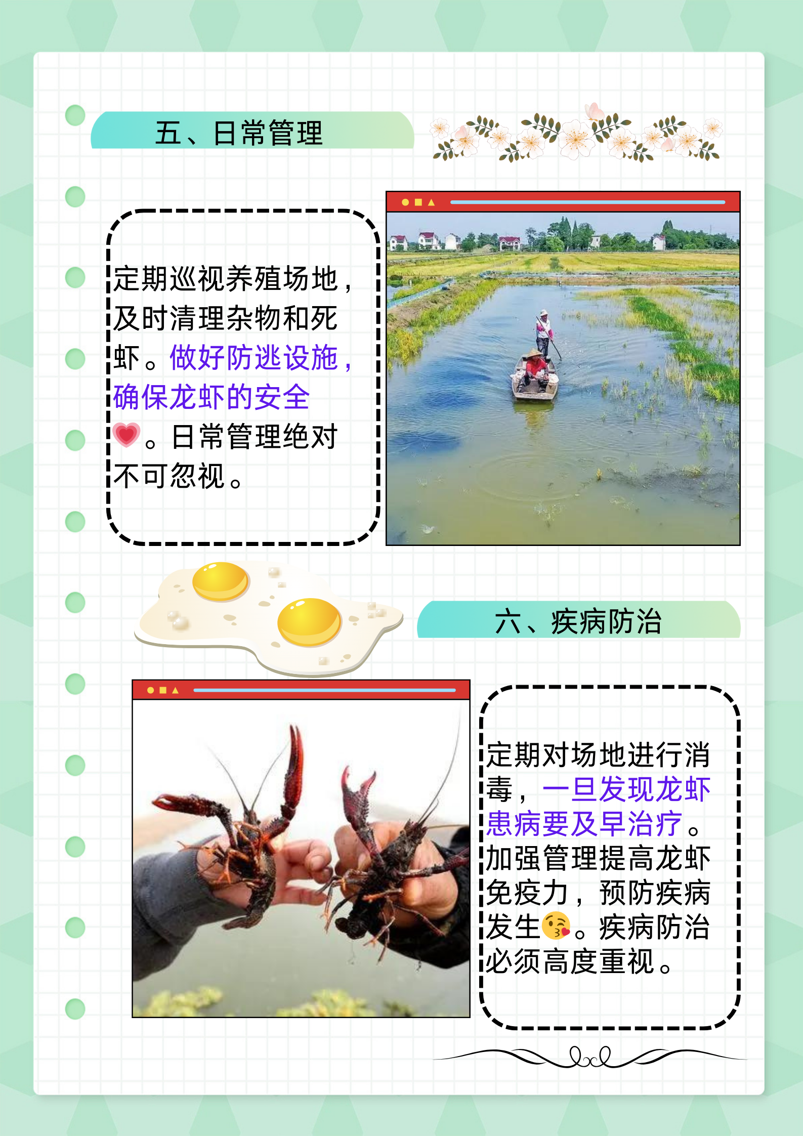 稻田养殖龙虾技术要点(稻田养殖龙虾技术要点是什么)