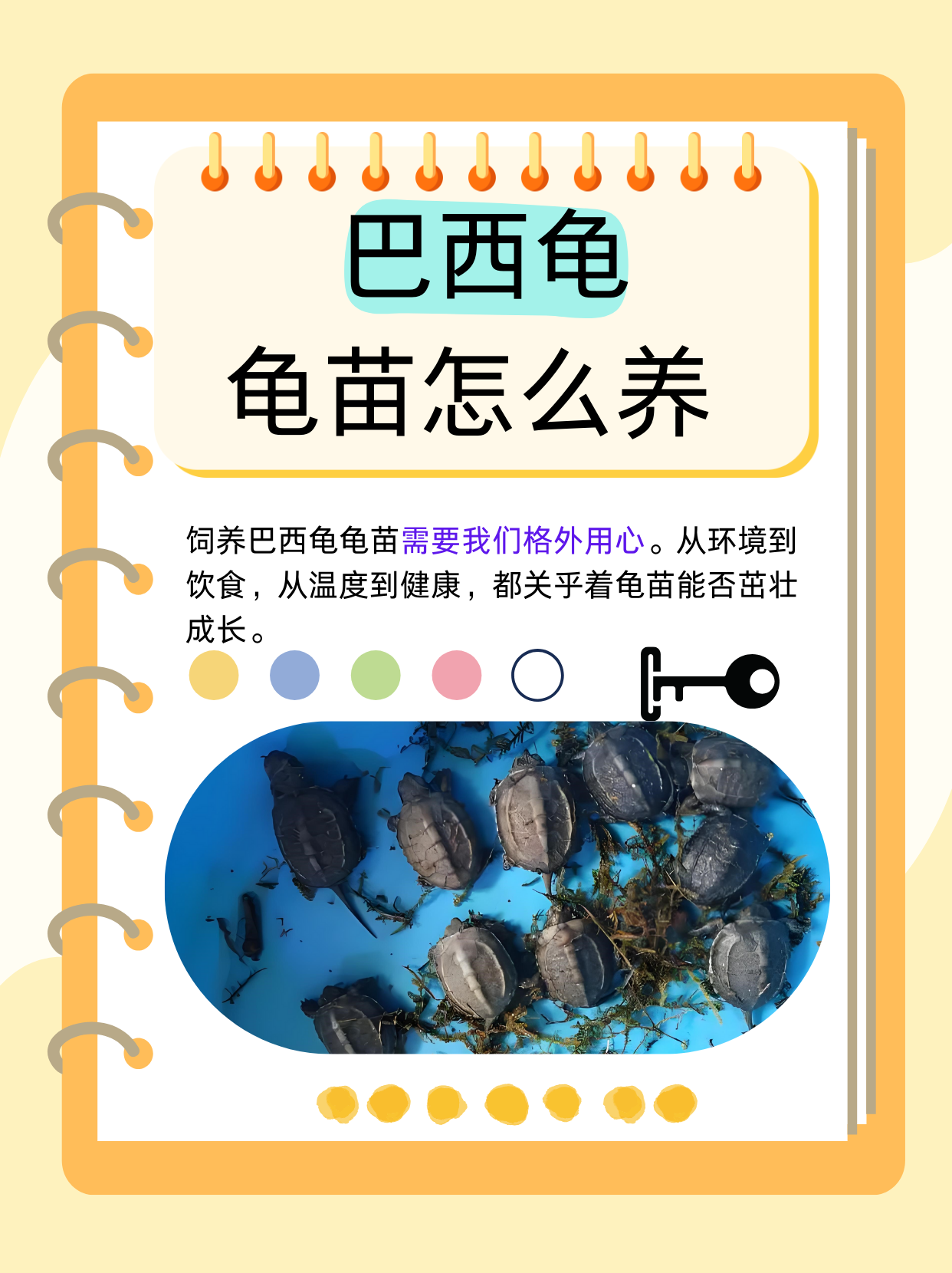 巴西龟是一种很受欢迎的宠物龟,而饲养巴西龟龟苗