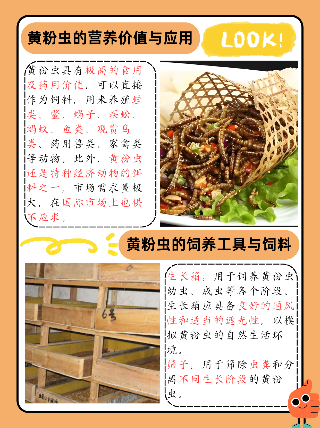 黄粉虫养殖  黄粉虫,俗称面包虫,因其高营养价值和广泛的应用前景