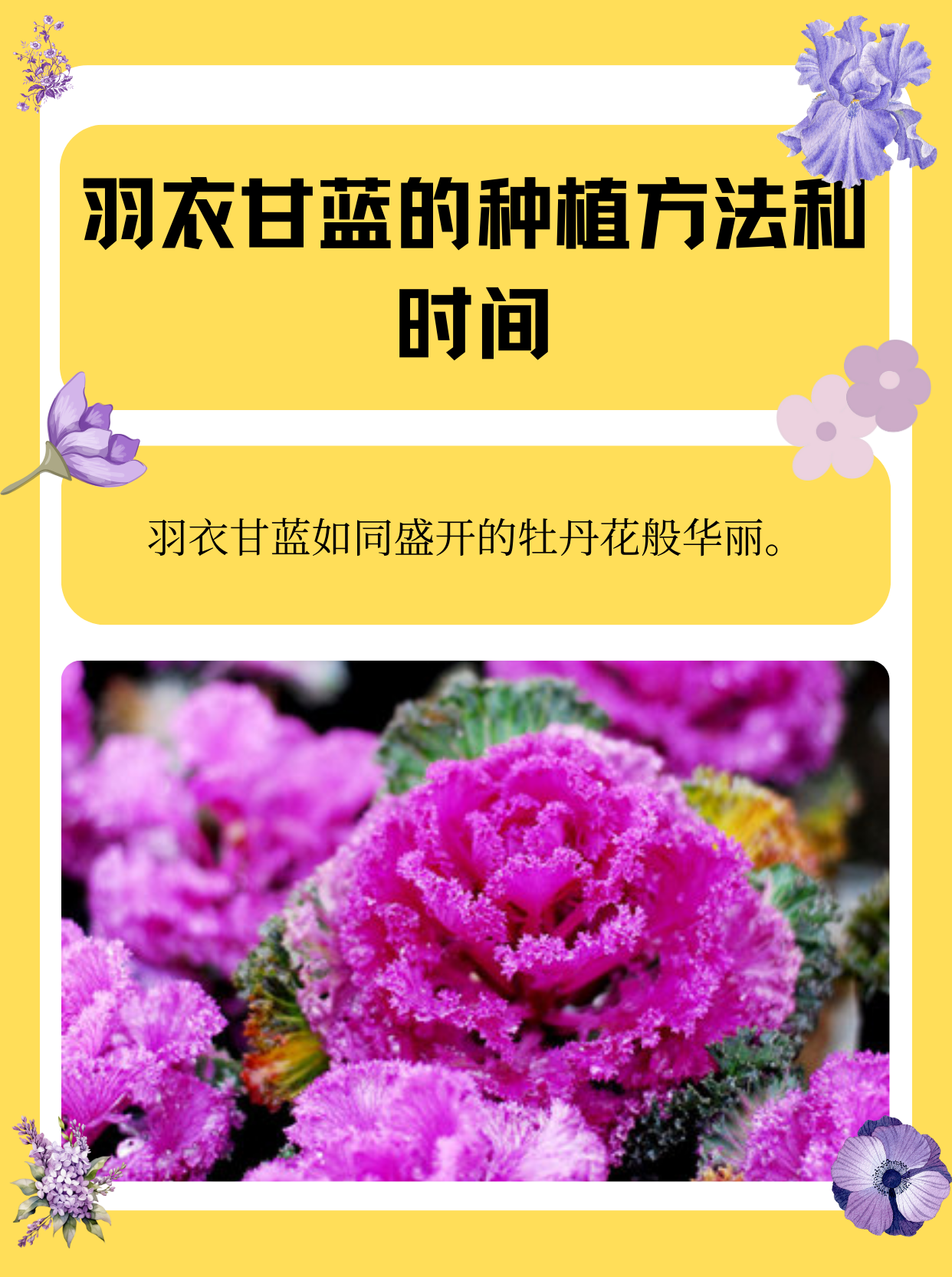 1,选择合适的土壤和容器: 羽衣甘蓝需要充足的阳光和营养土才能生长