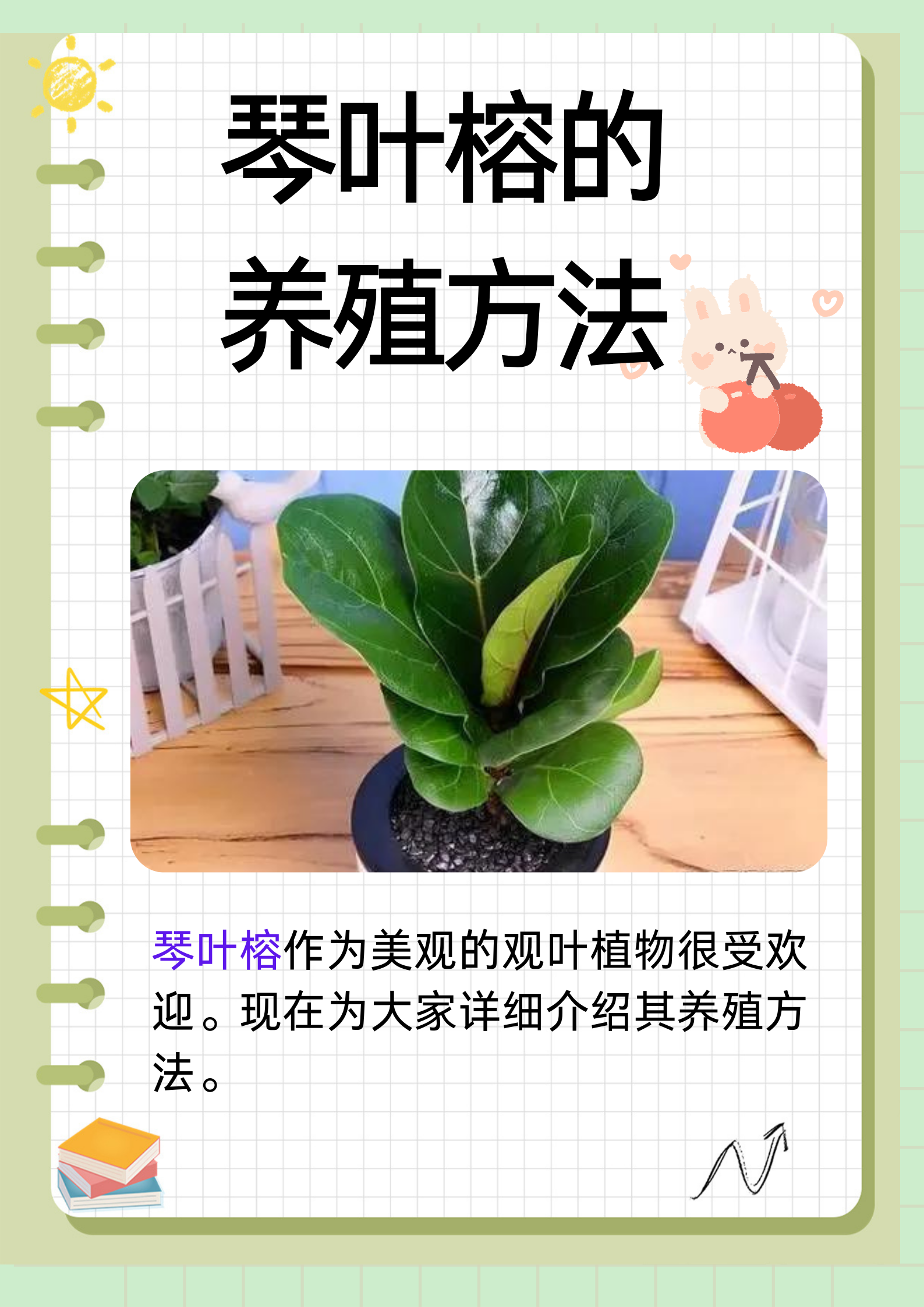 琴叶榕的养殖方法  琴叶榕是一种非常美观的观叶植物,它的叶片宽大