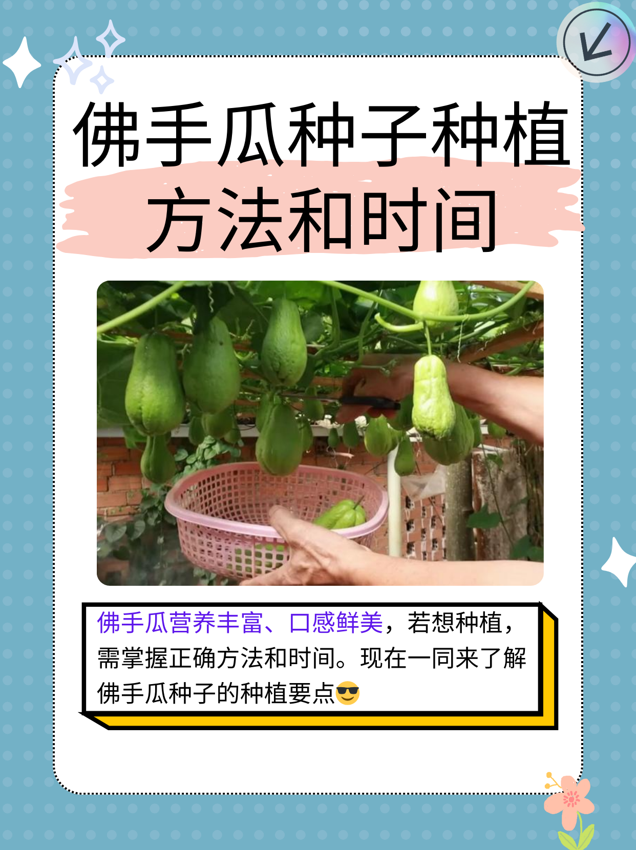 佛手瓜花盆种植方法图片