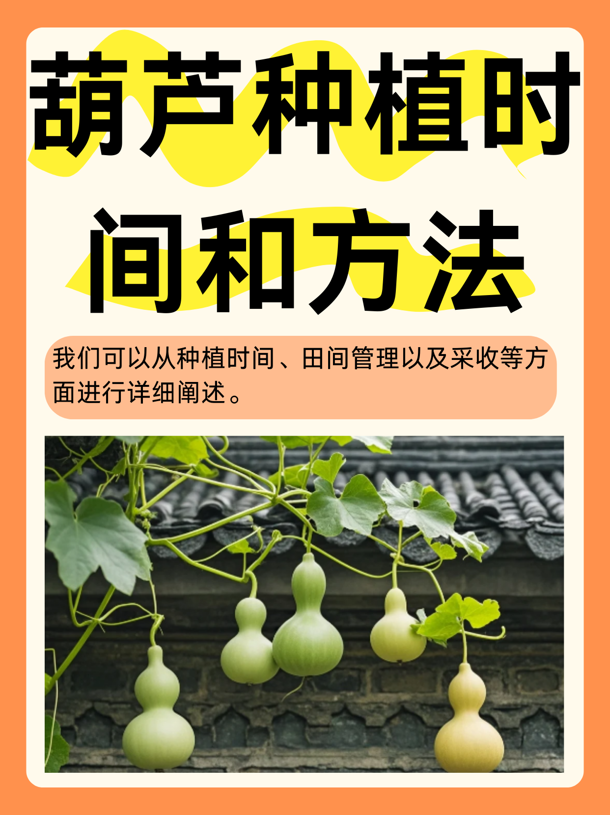 大酒葫芦种植方法图片