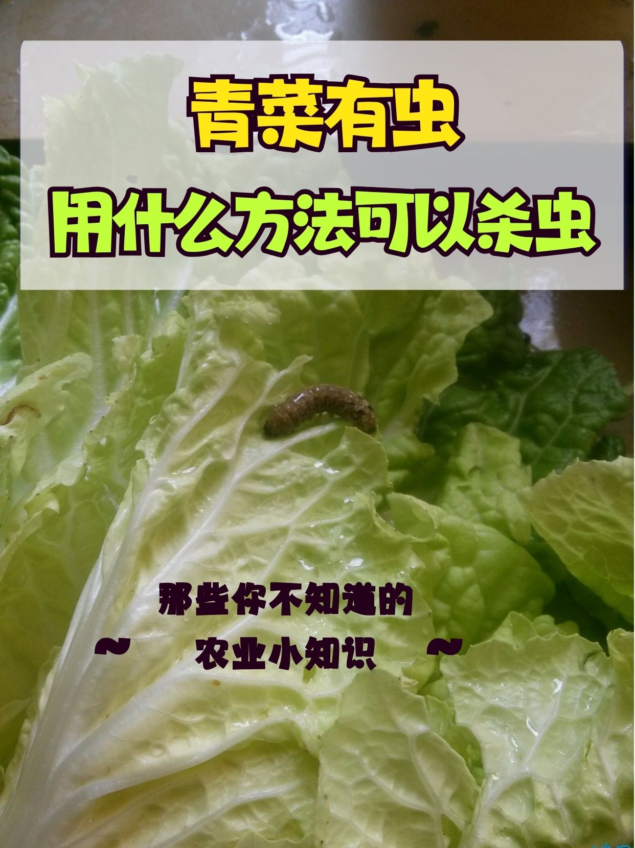 下面是青菜虫子图片吃菜叶的虫子有哪些图片青菜上有麻虫图片青菜虫