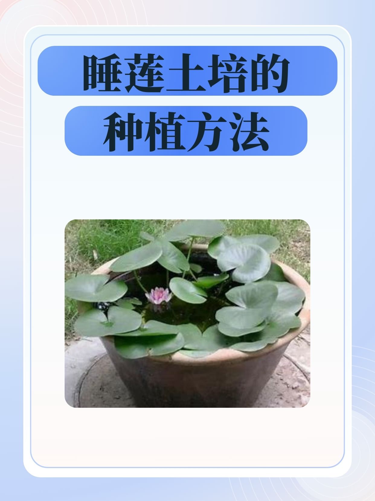 欢迎来到我们的睡莲土培种植小课堂!