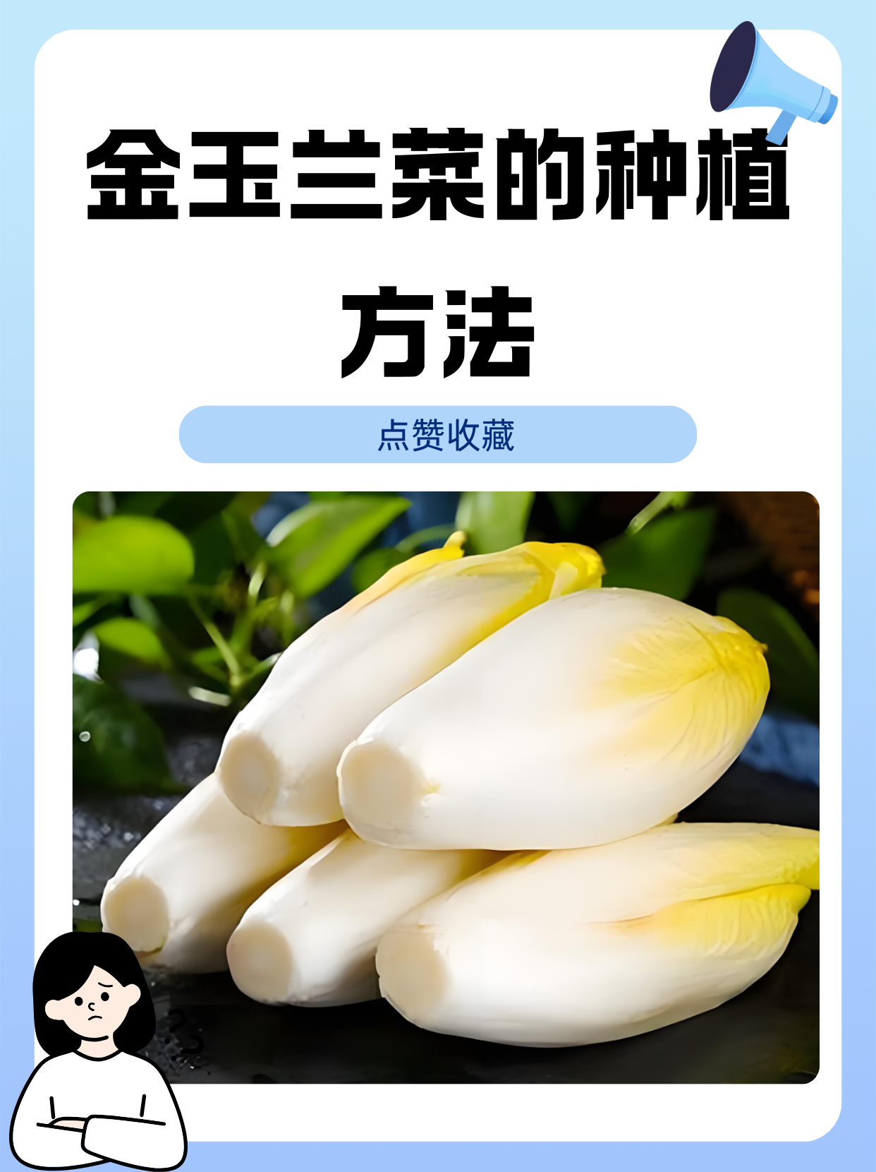 玉兰菜种植教程图片