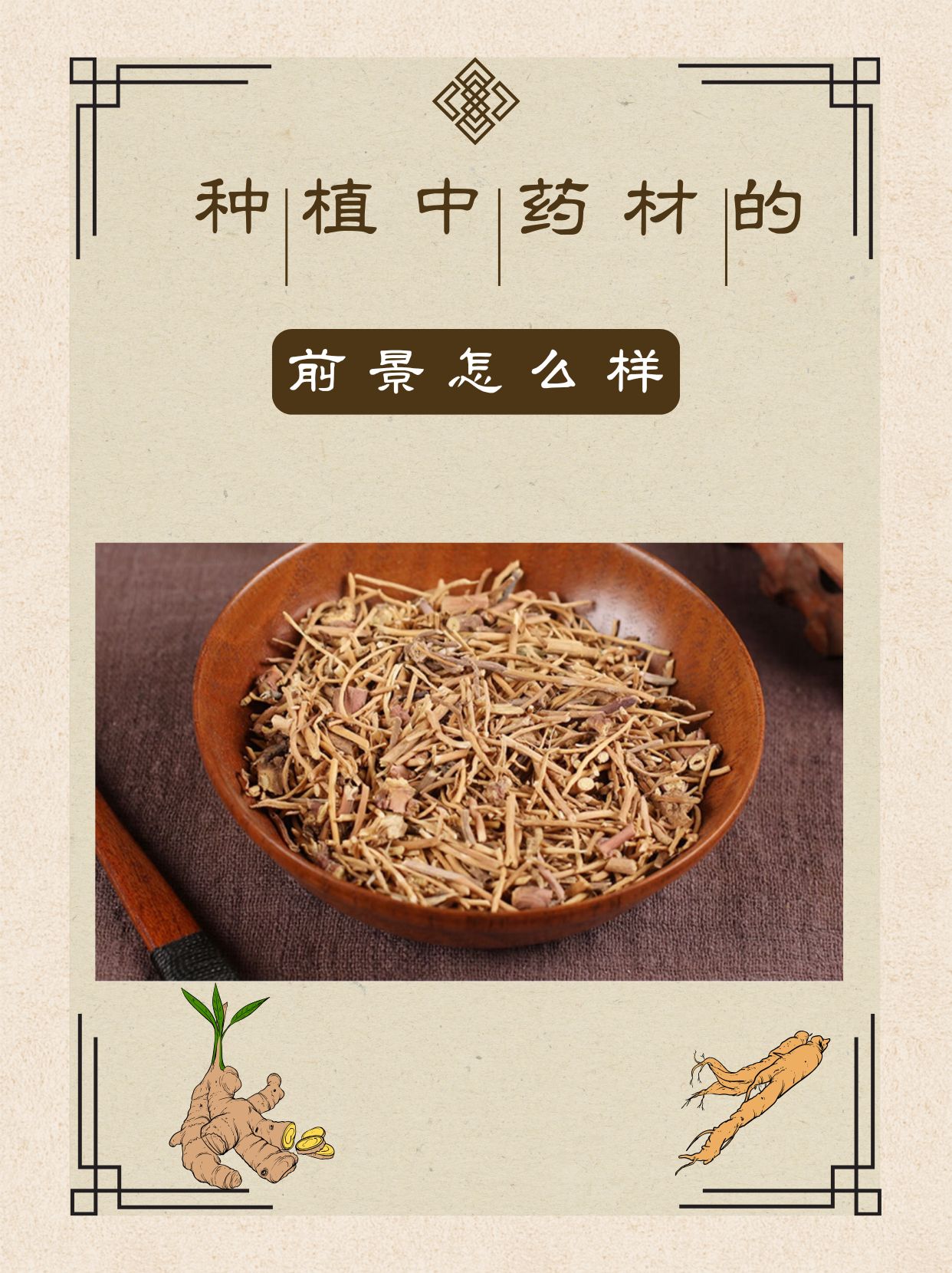 懒人种植十大紧缺药材项目推荐(十大紧缺药材2021药材种植基地)