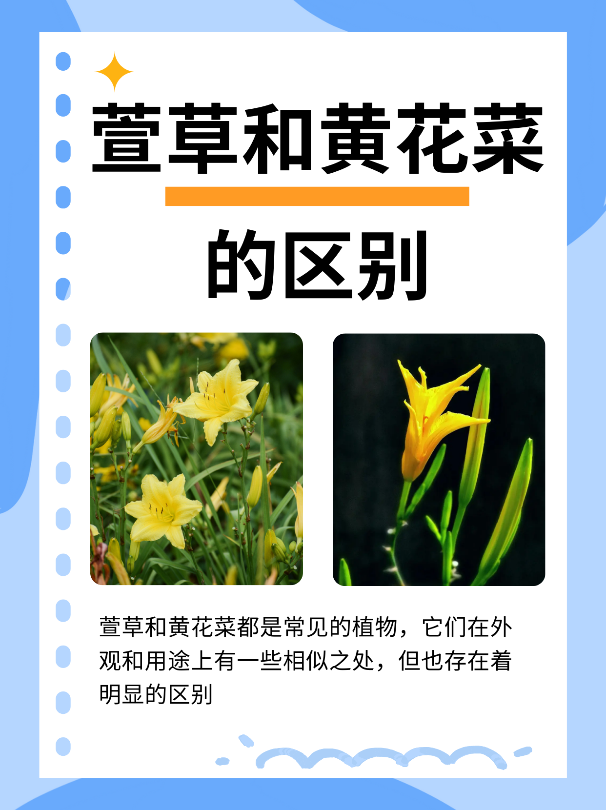 萱草和黄花菜的区别  萱草和黄花菜都是常见的植物,它们在外观和用途