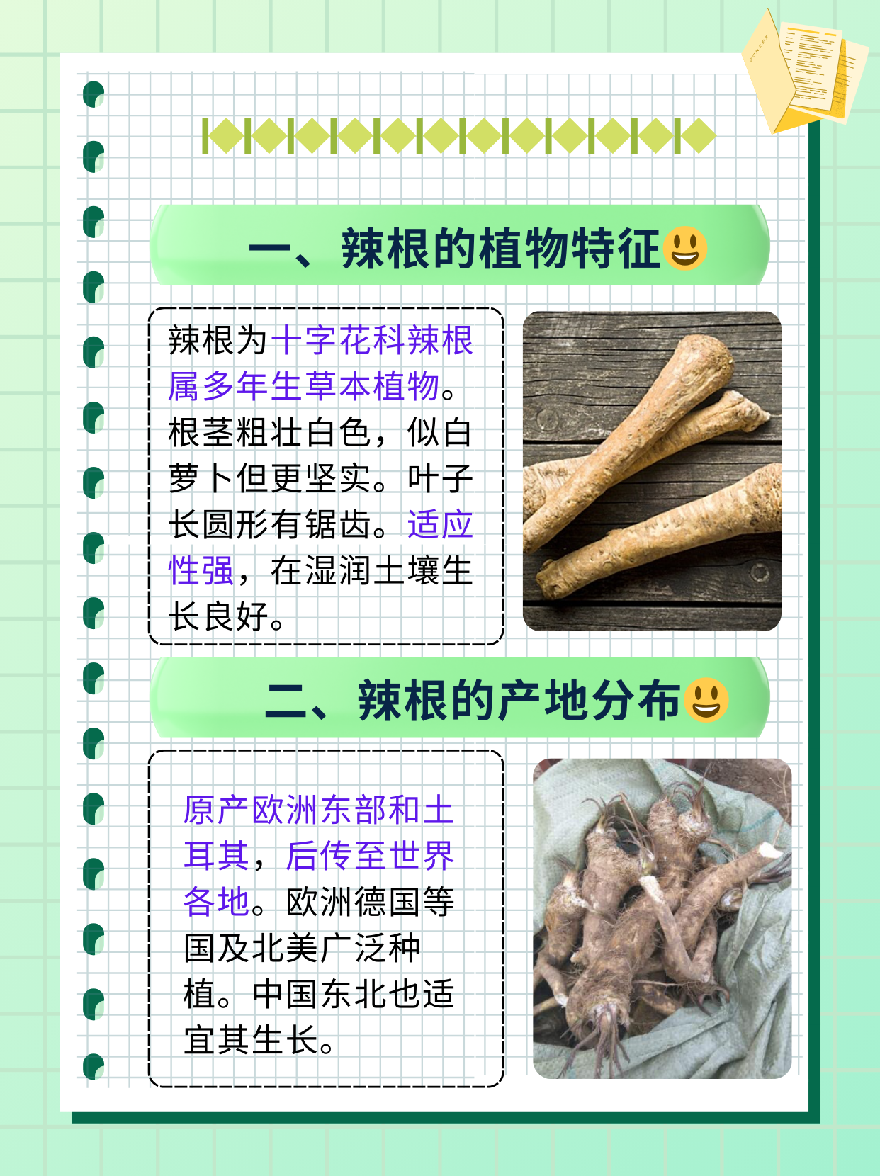 那么,辣根究竟是什么东西呢?让我们从六个方面深入了解辣根的奥秘.