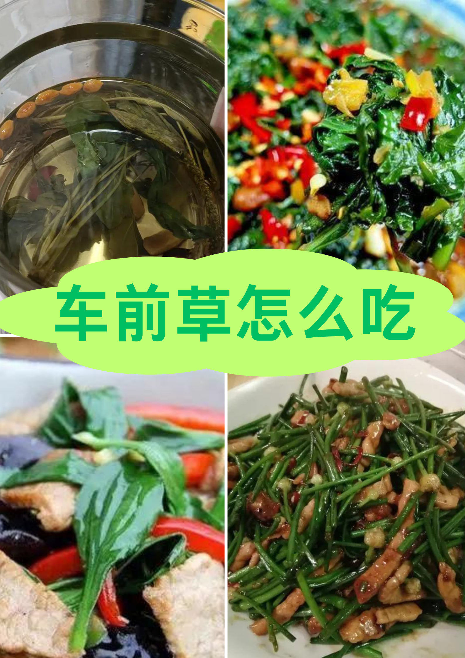 种植车前草赚钱吗(车前草种植成本及效益)