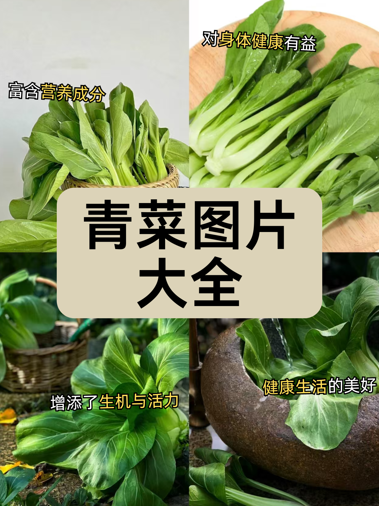 饭店青菜系列大全图片图片