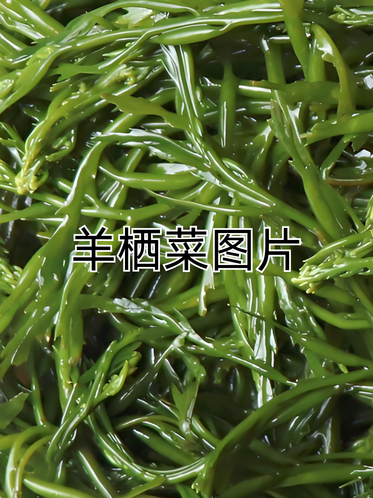 羊栖菜生活史图片