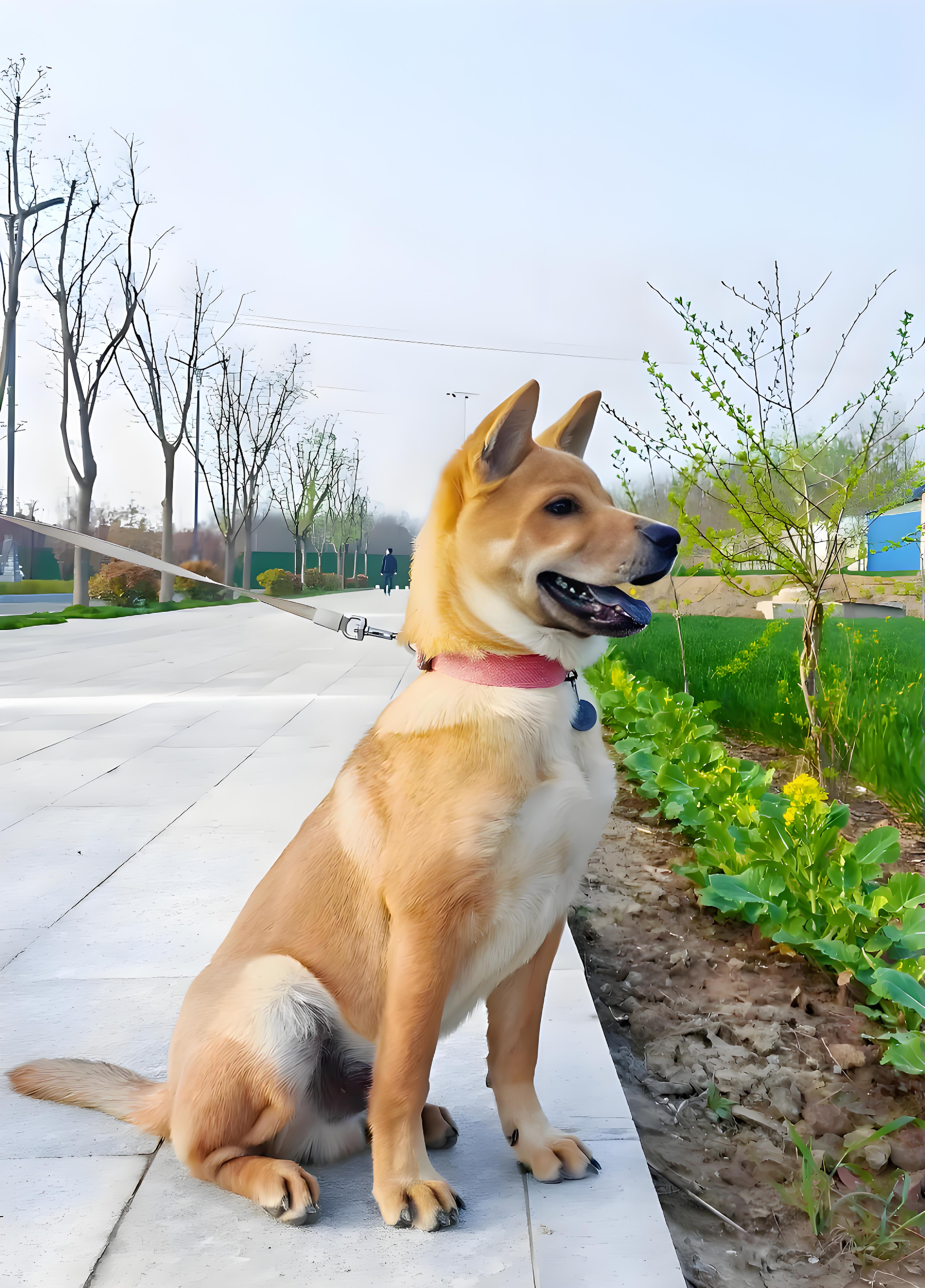 中华田园犬俗称土狗,广州市最近正式将中华田园犬从禁养名录中移除