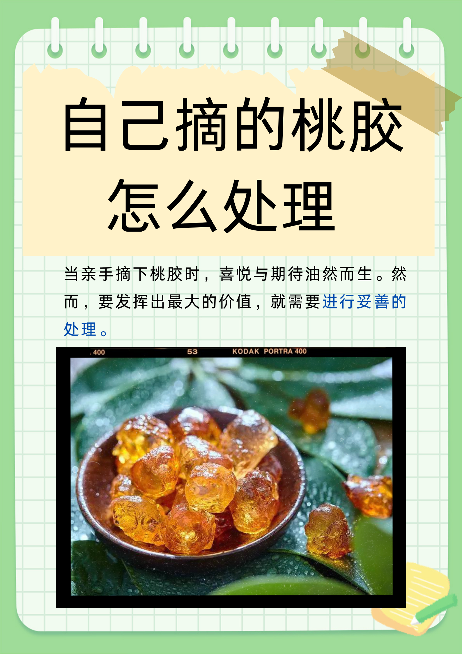 自己摘的桃胶怎么处理