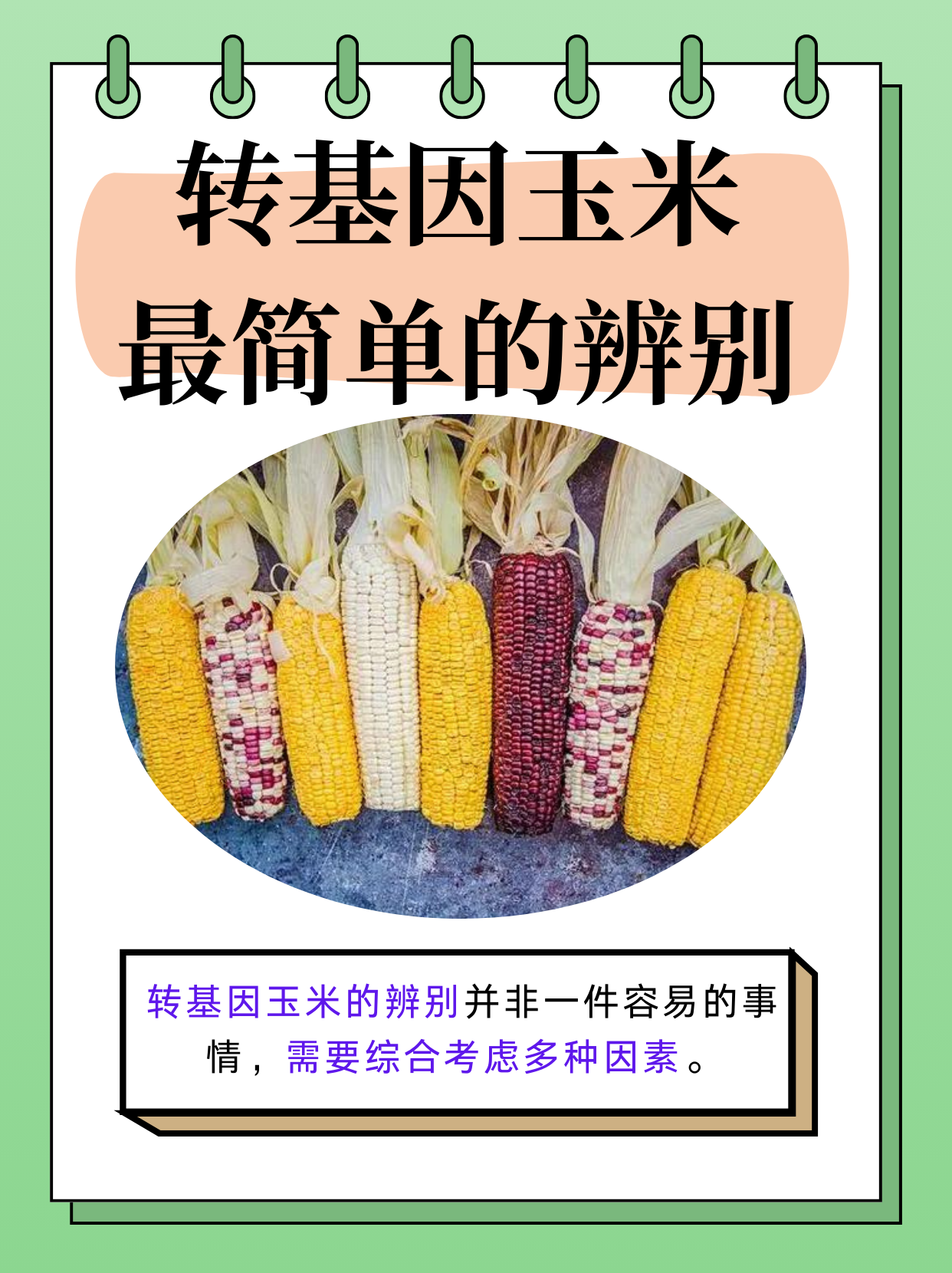 转基因玉米最简单的辨别  在当今的食品市场中,转基因食品的安全性