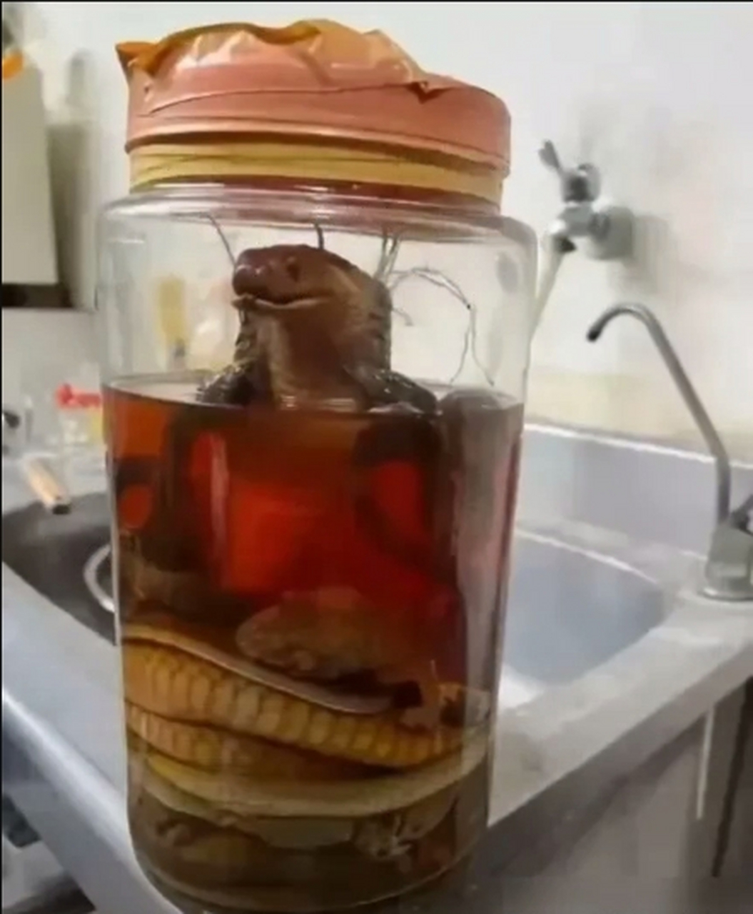 云南,一男子听说用蛇泡酒喝对身体好,于是,他上山抓了一条蛇,直接泡了