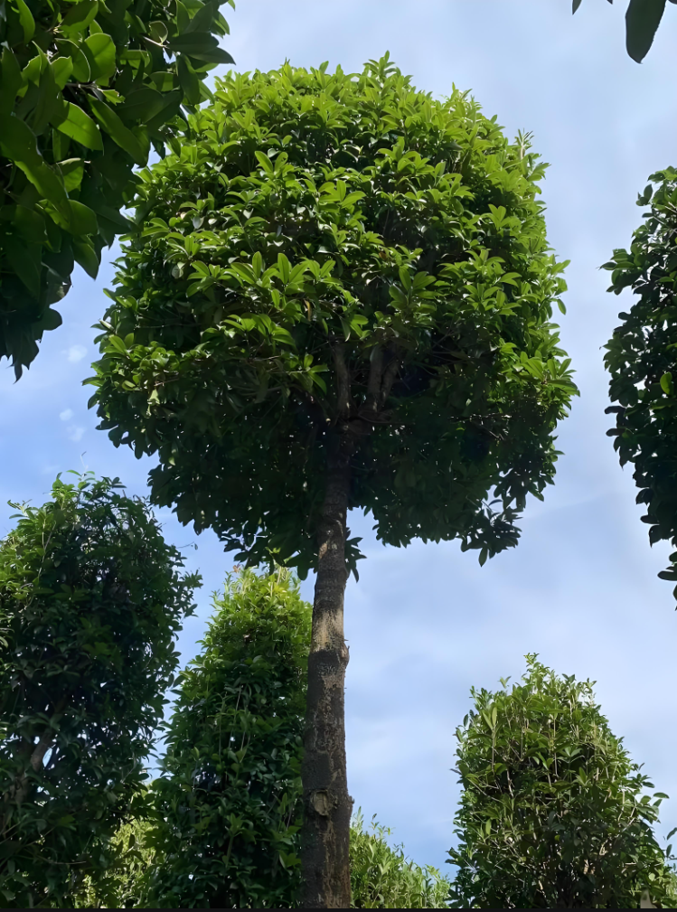 跟家人喝茶吃月饼赏月时,家人提到要是在桂花树下赏月氛围就更全了,才