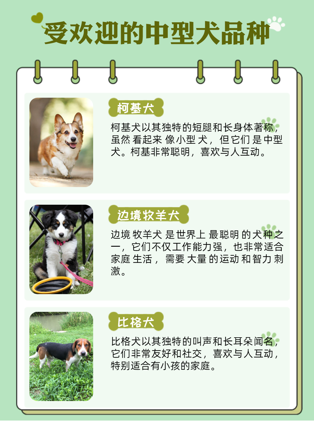 中型犬品种大全干净图片