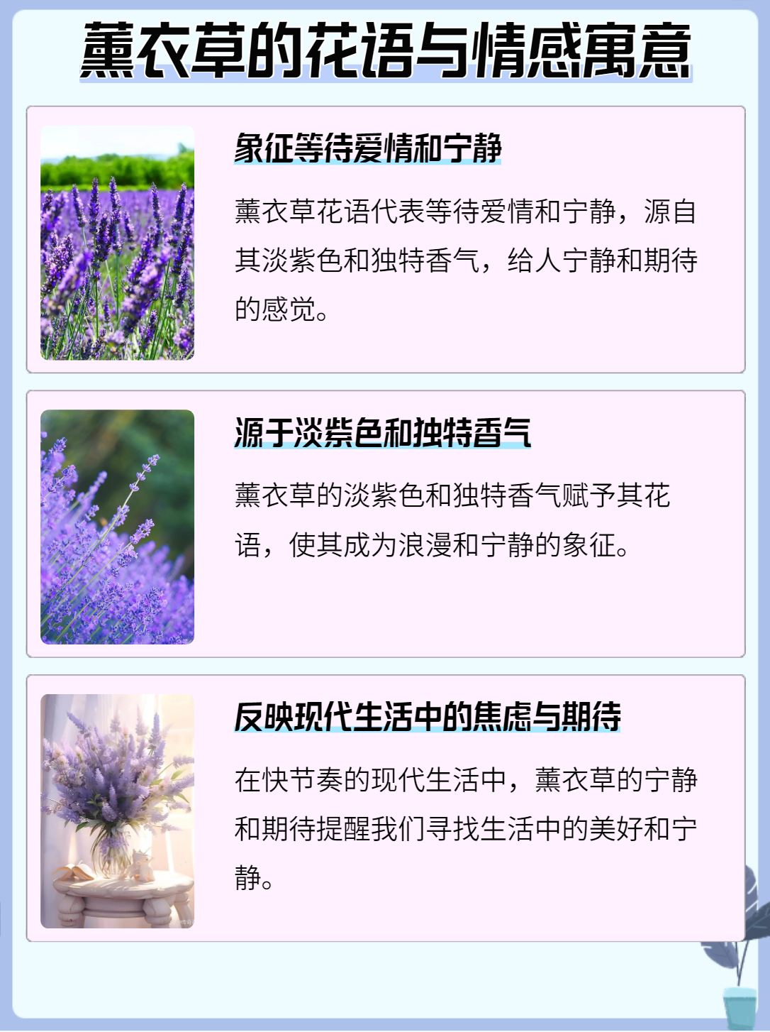 拉丝菊的花语是什么图片