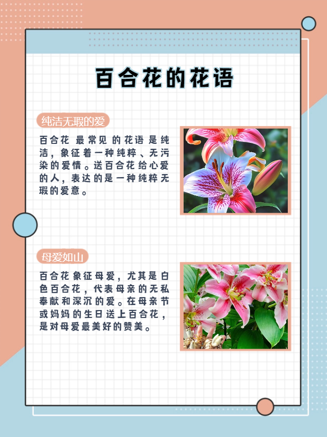 那么,百合花的花语和寓意究竟是什么呢?让我来为你一一揭晓