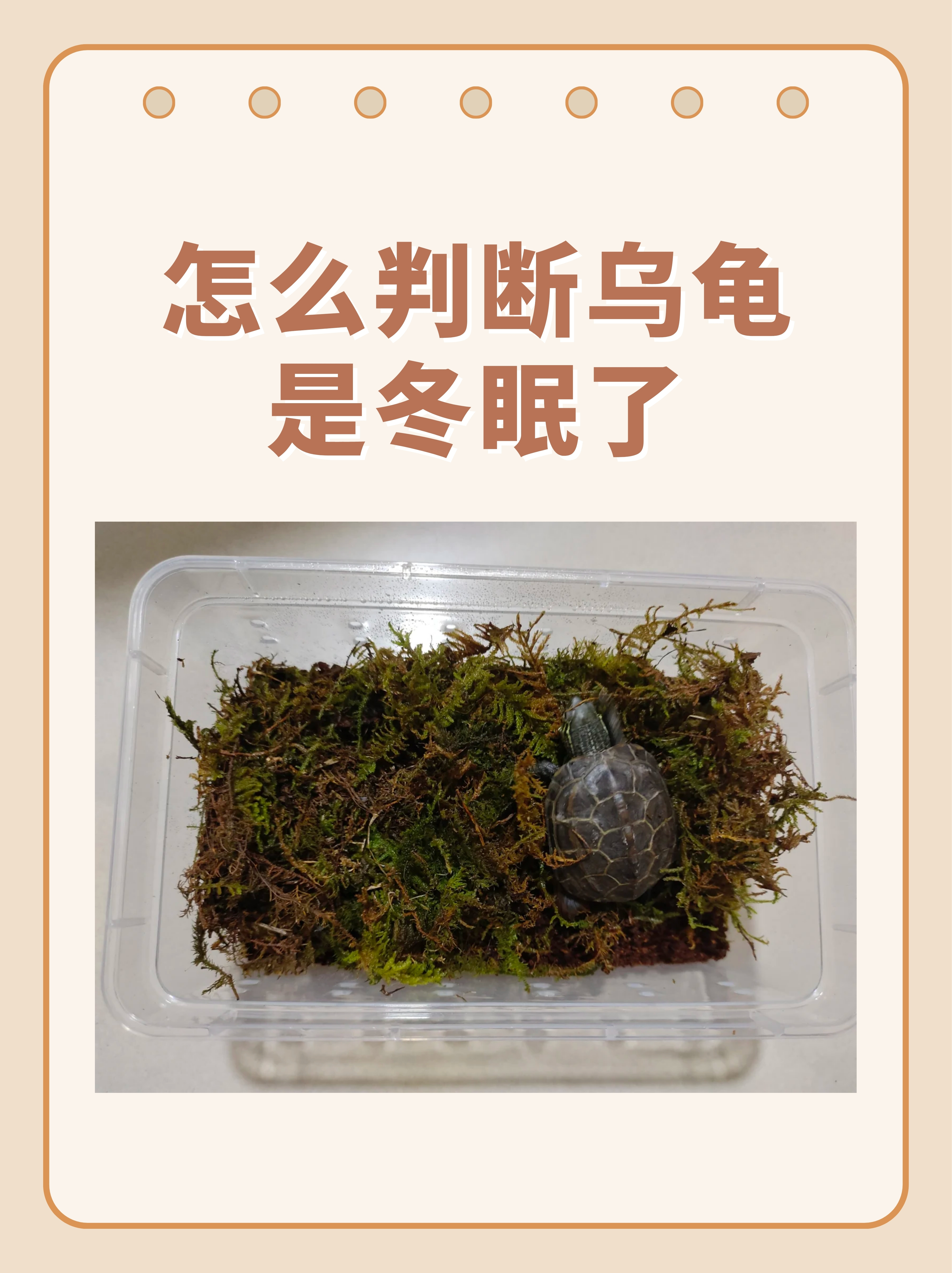乌龟死了怎么超度-乌龟死了留壳的几种方法