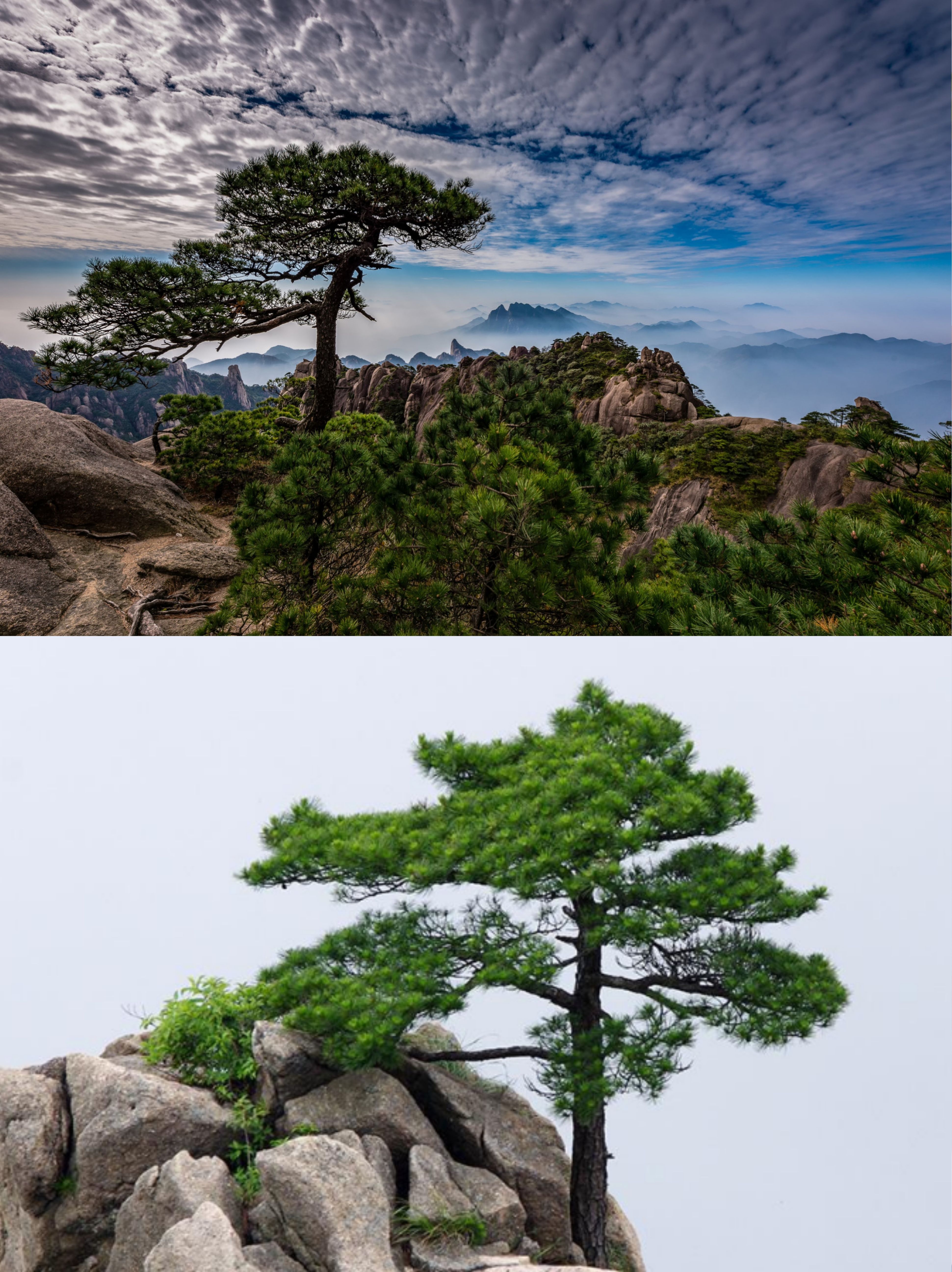 松树图片大全高清图片