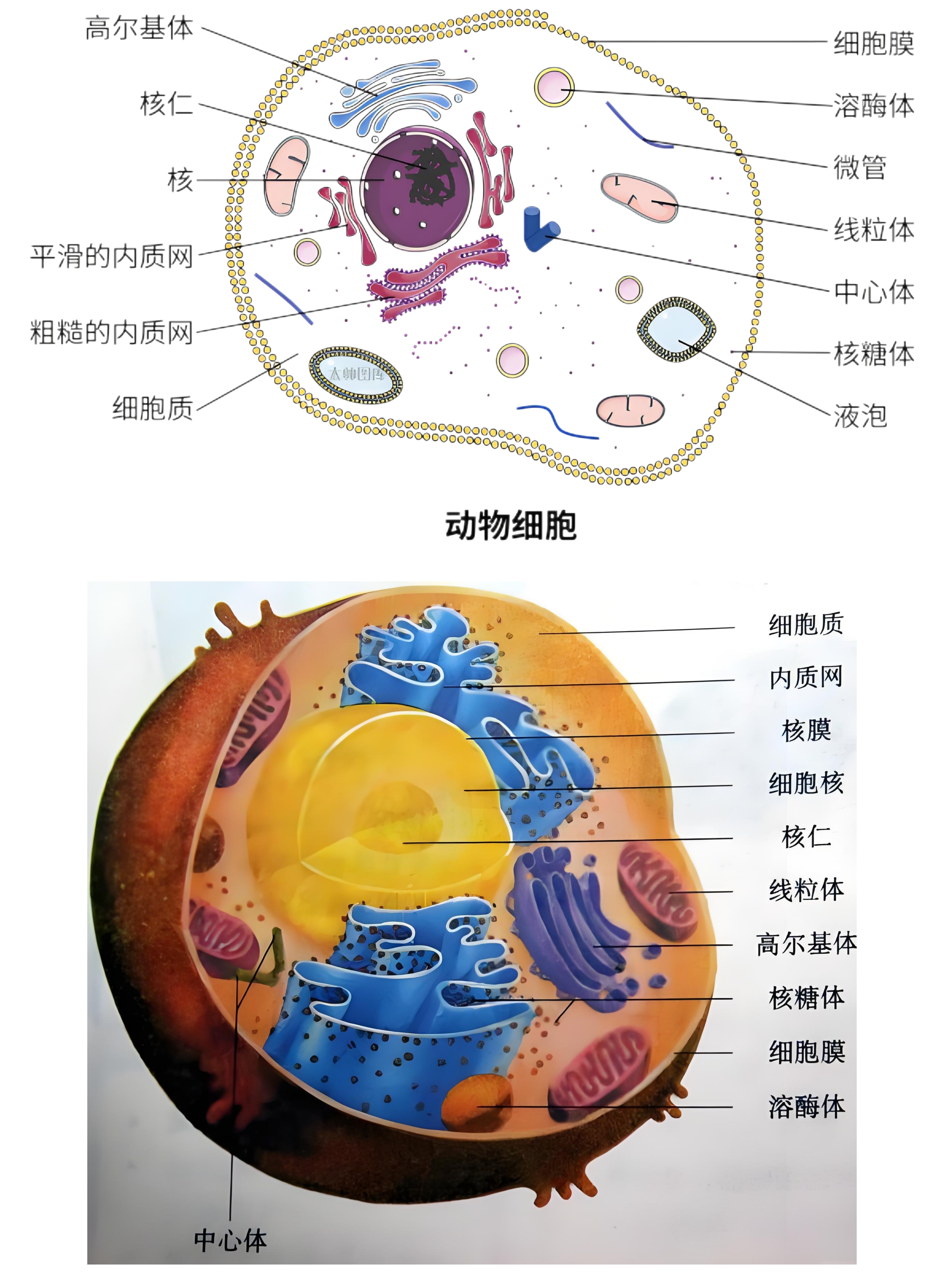 动物细胞是构成动物体的基本单位,它们具有一系列复杂的结构和功 