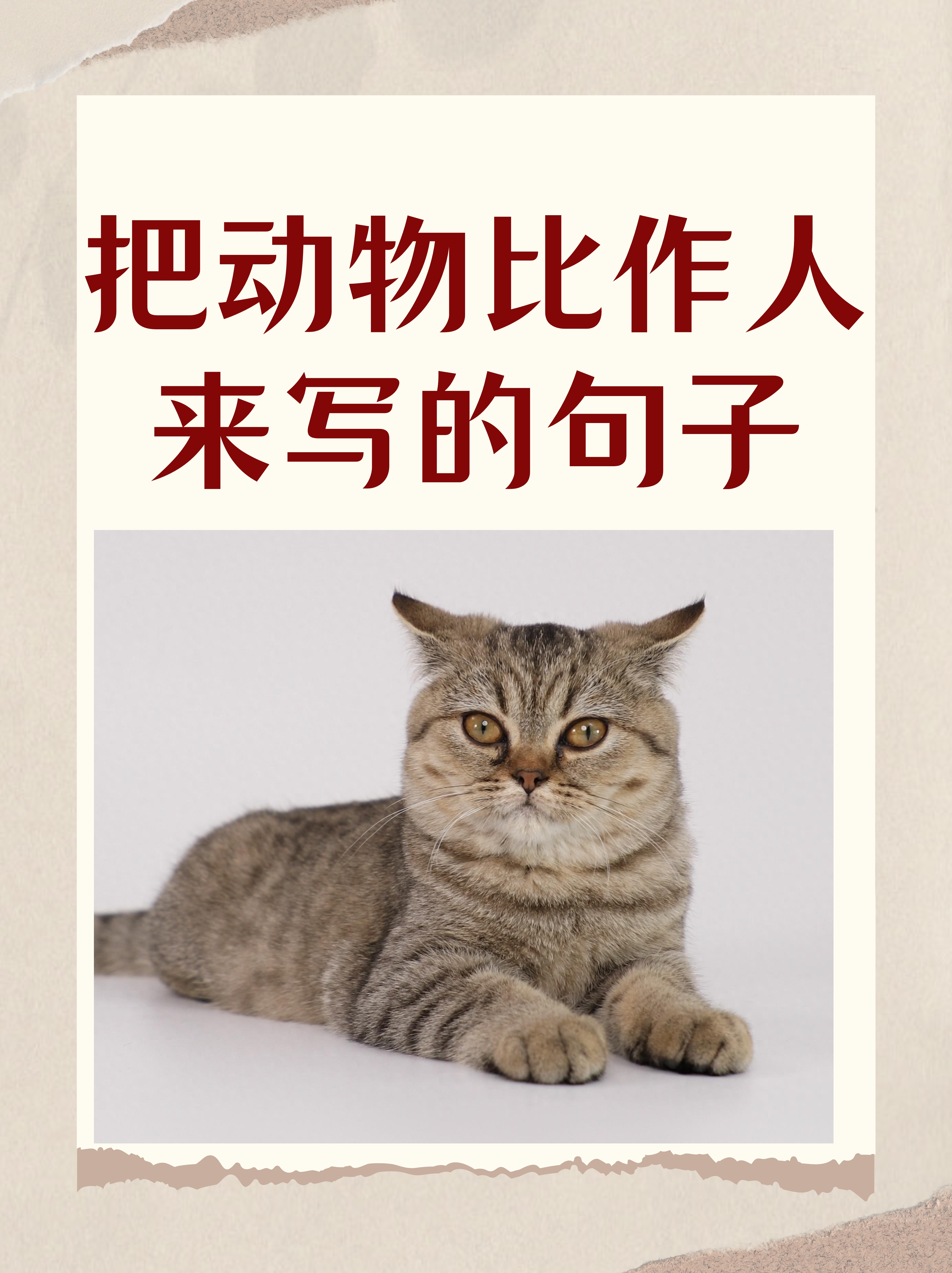 猫咪图片 唯美文字图片