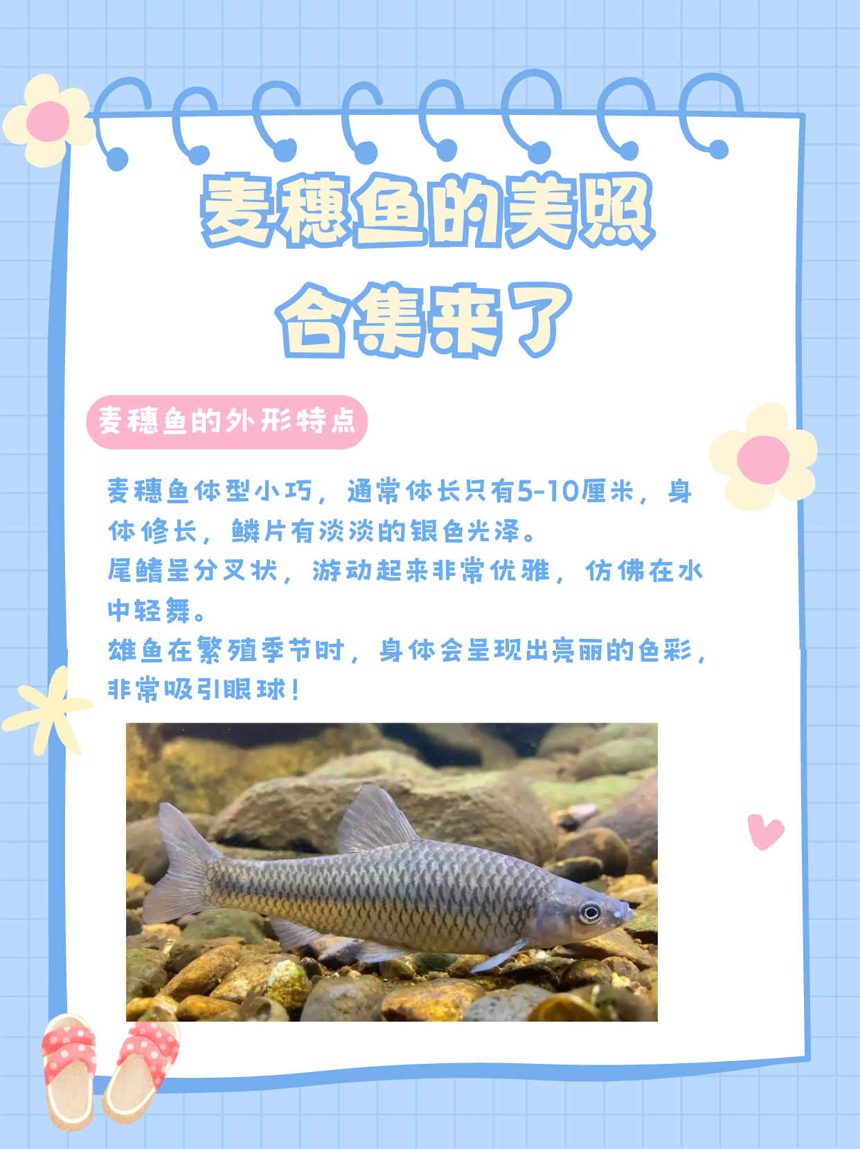 麦穗鱼是一种非常常见的淡水鱼类,小巧灵动,色彩斑斓,是许多养鱼爱好