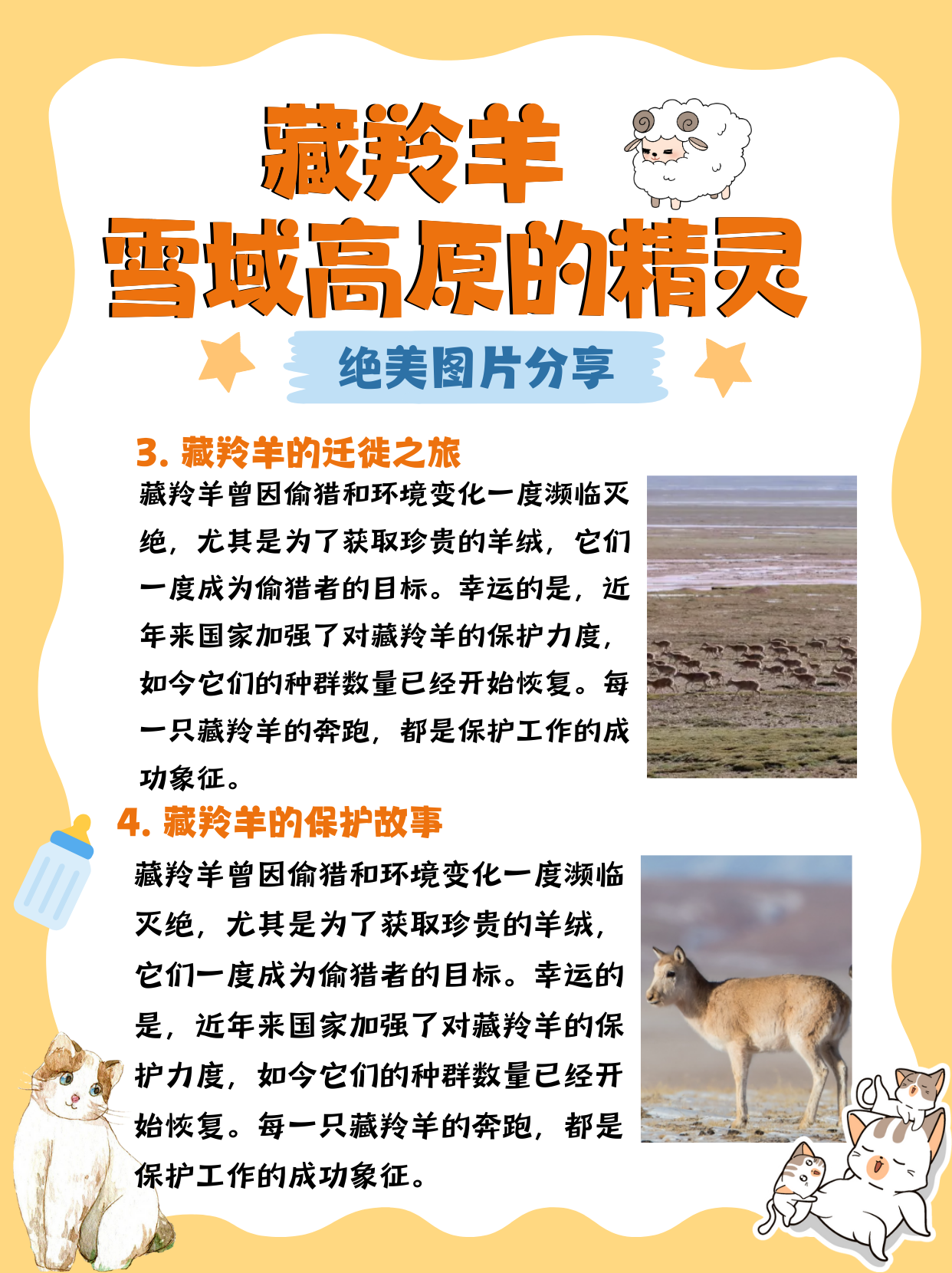 藏羚羊   雪域高原的精灵  绝美图片分享 大家有没有见过藏羚羊呢?