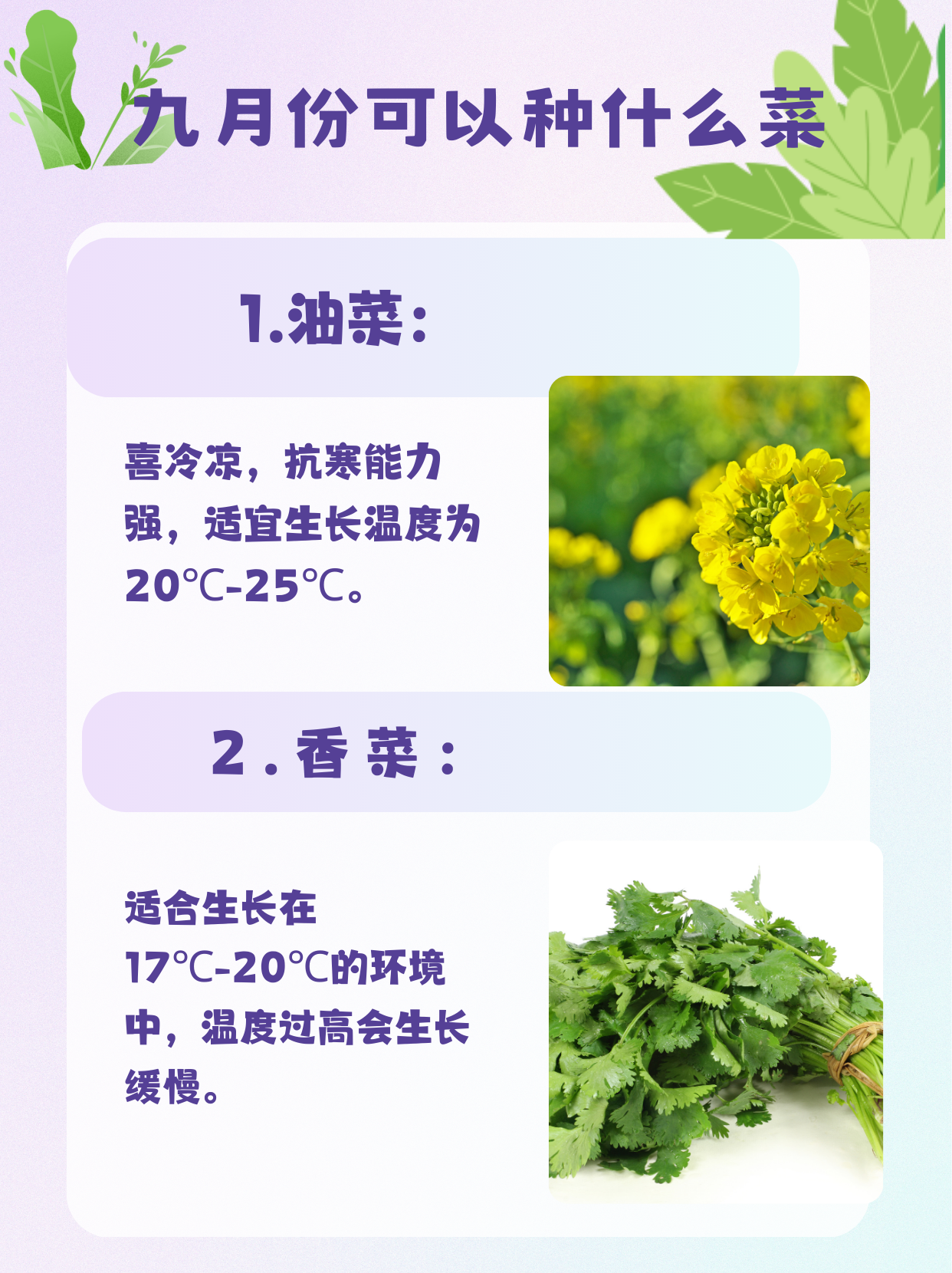 油菜的功效图片