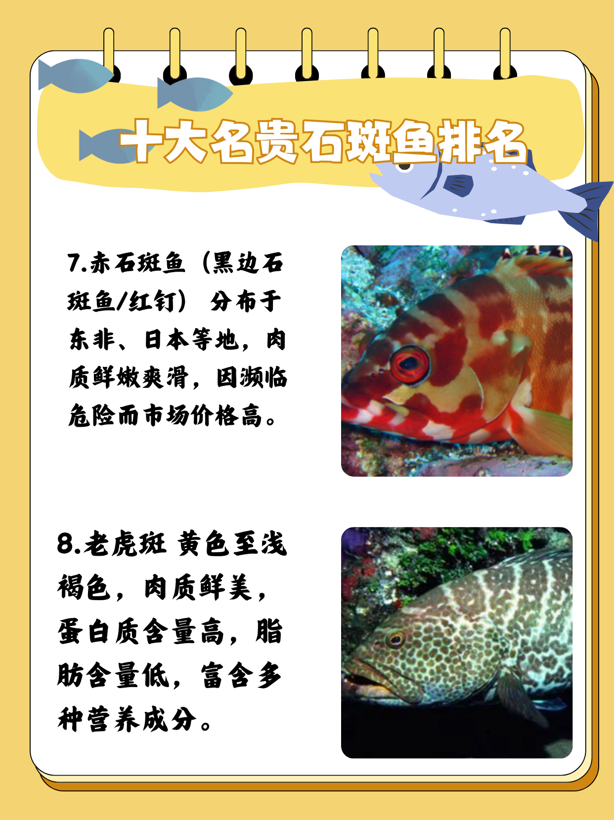 十大名贵石斑鱼排名   1.