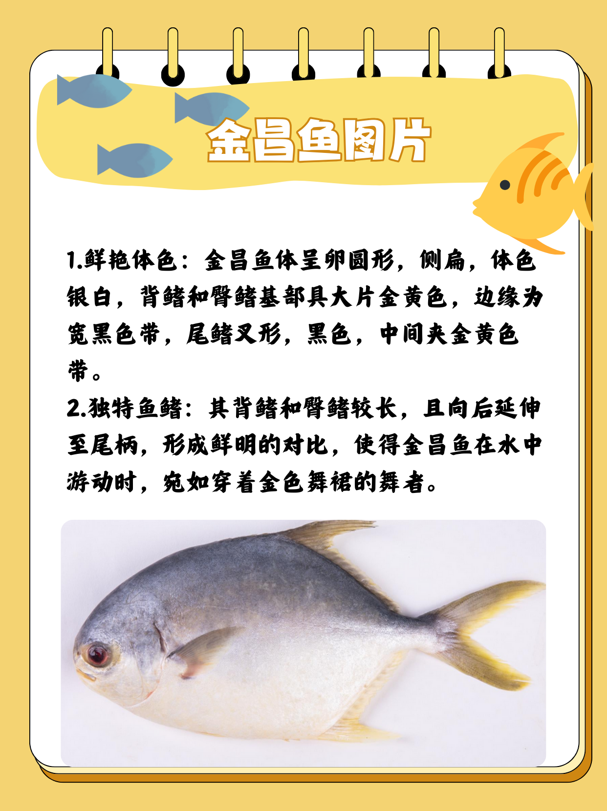 金昌鱼的视觉盛宴  金昌鱼,又称黄鳍鲳,以其独特的外观和
