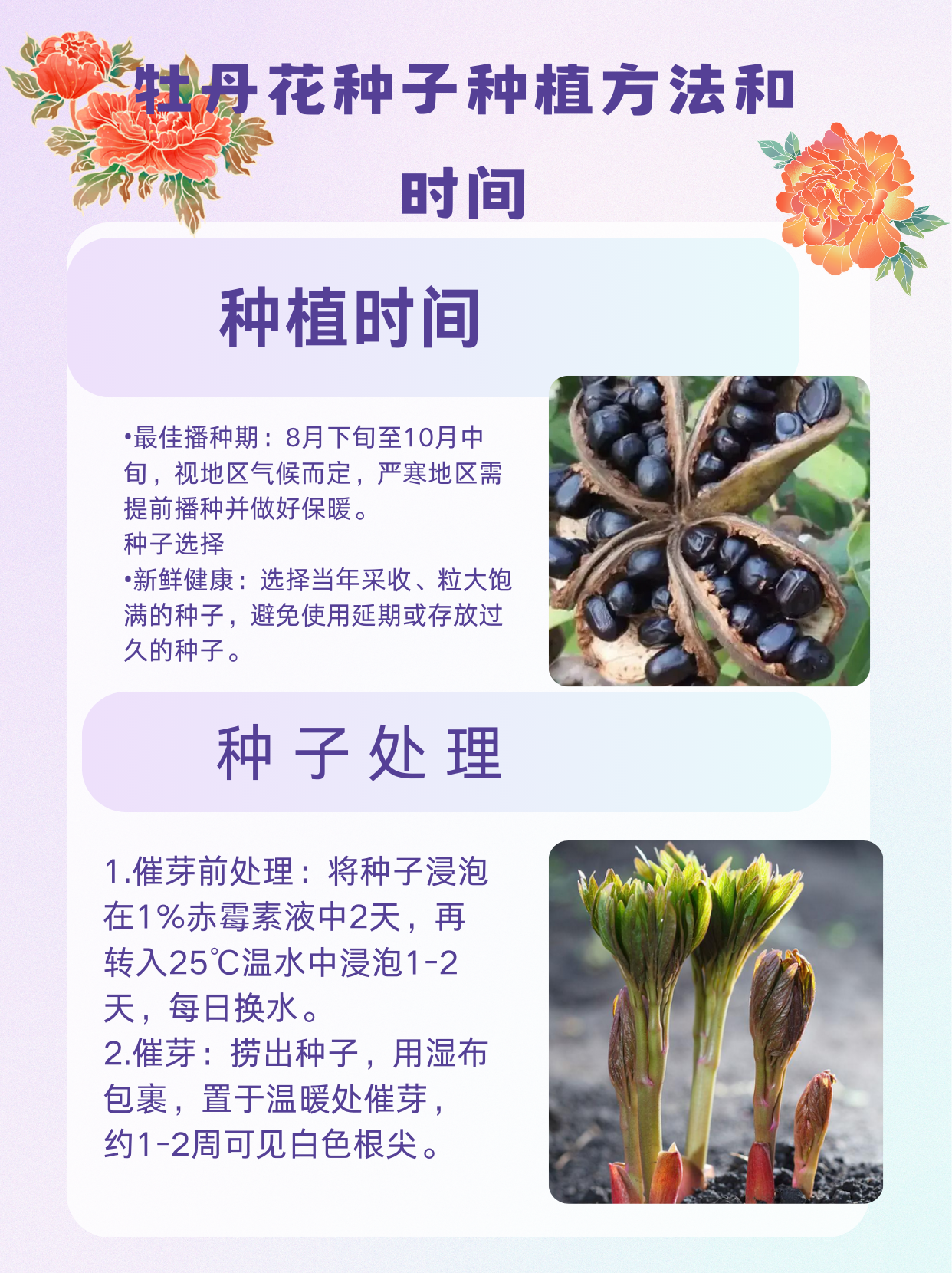 牡丹花种植方法图片