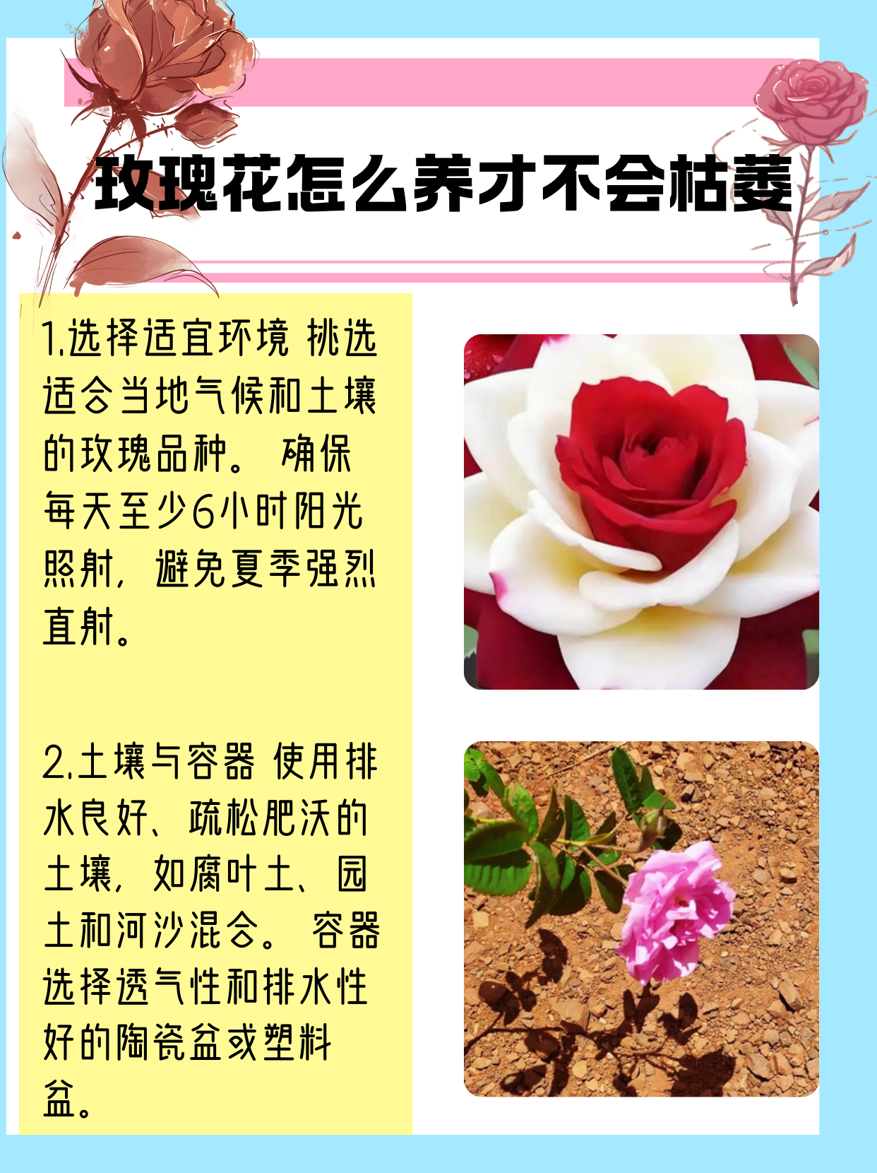 珍珠玫瑰花养殖方法图片