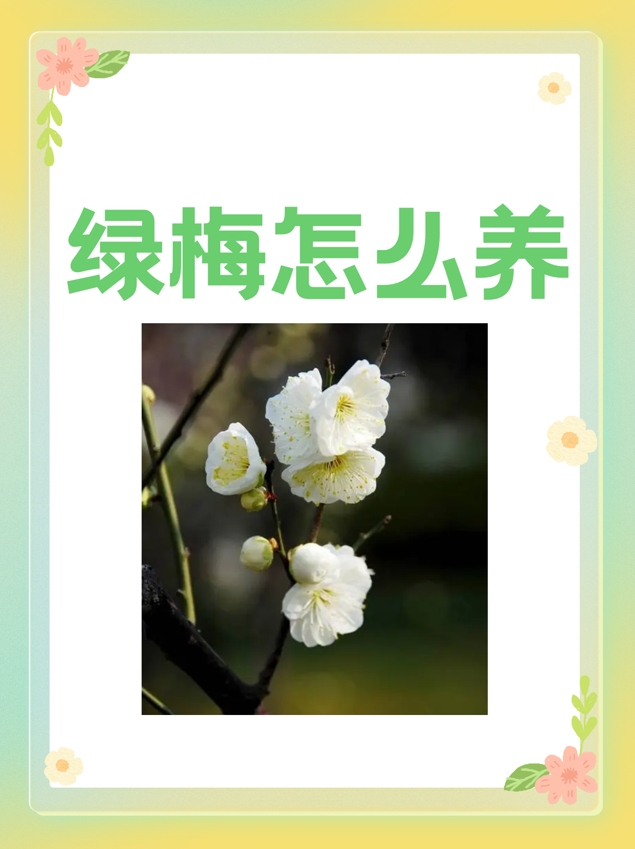 绿梅代表什么意思