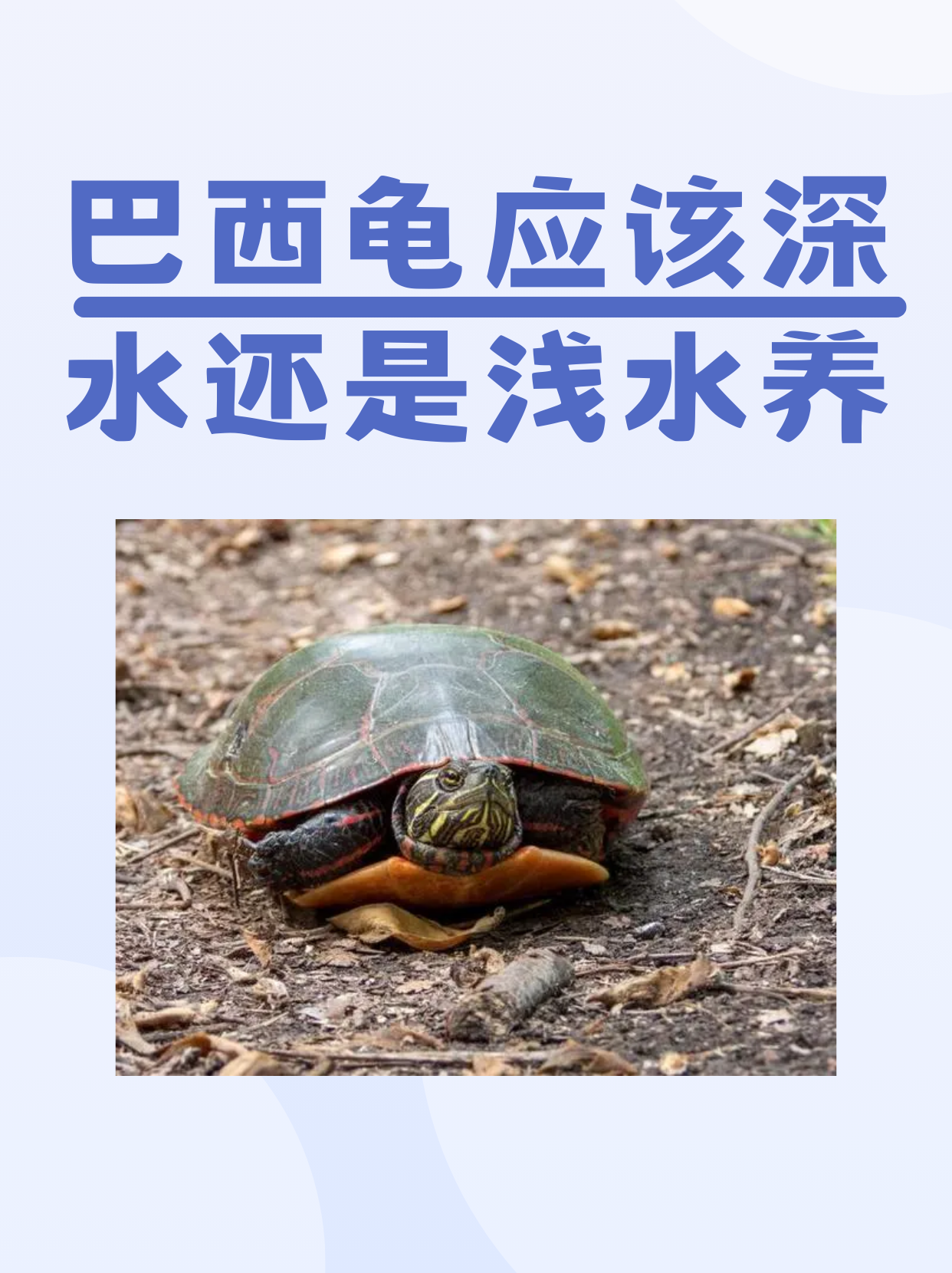 巴西龟应该深水还是浅水养