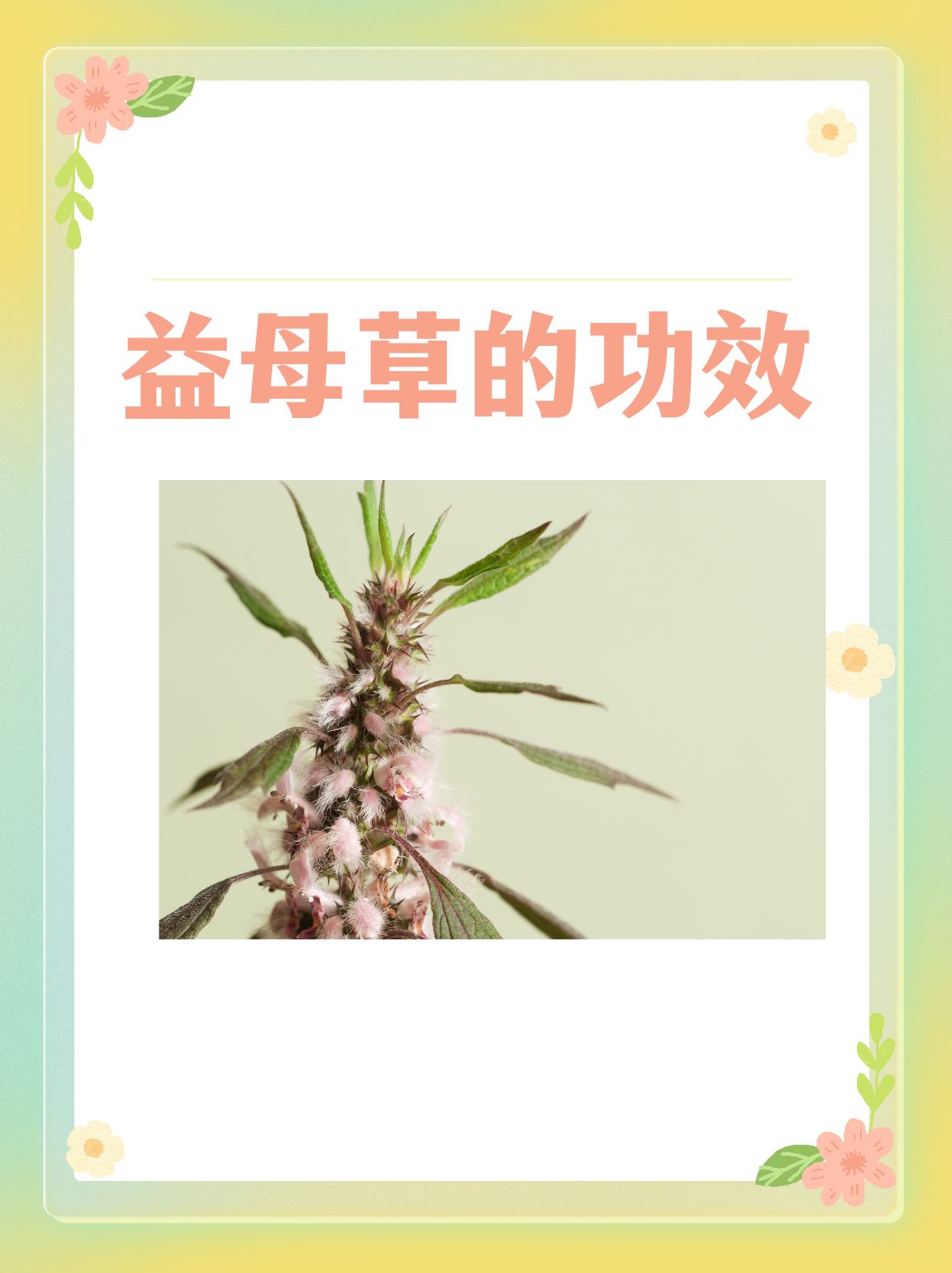 对月草怎么吃调月经图片