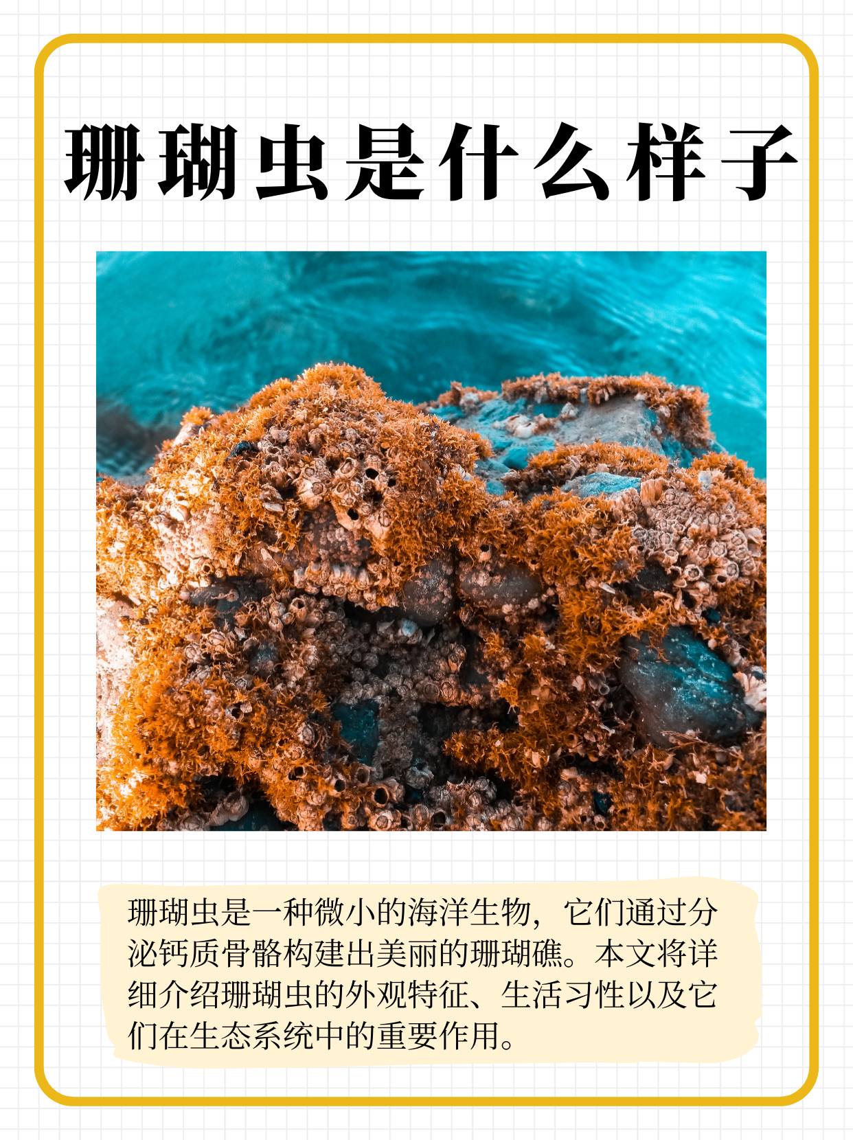 本文将详细介绍珊瑚虫的外观特征,生活习性以及它们在生态系统中的