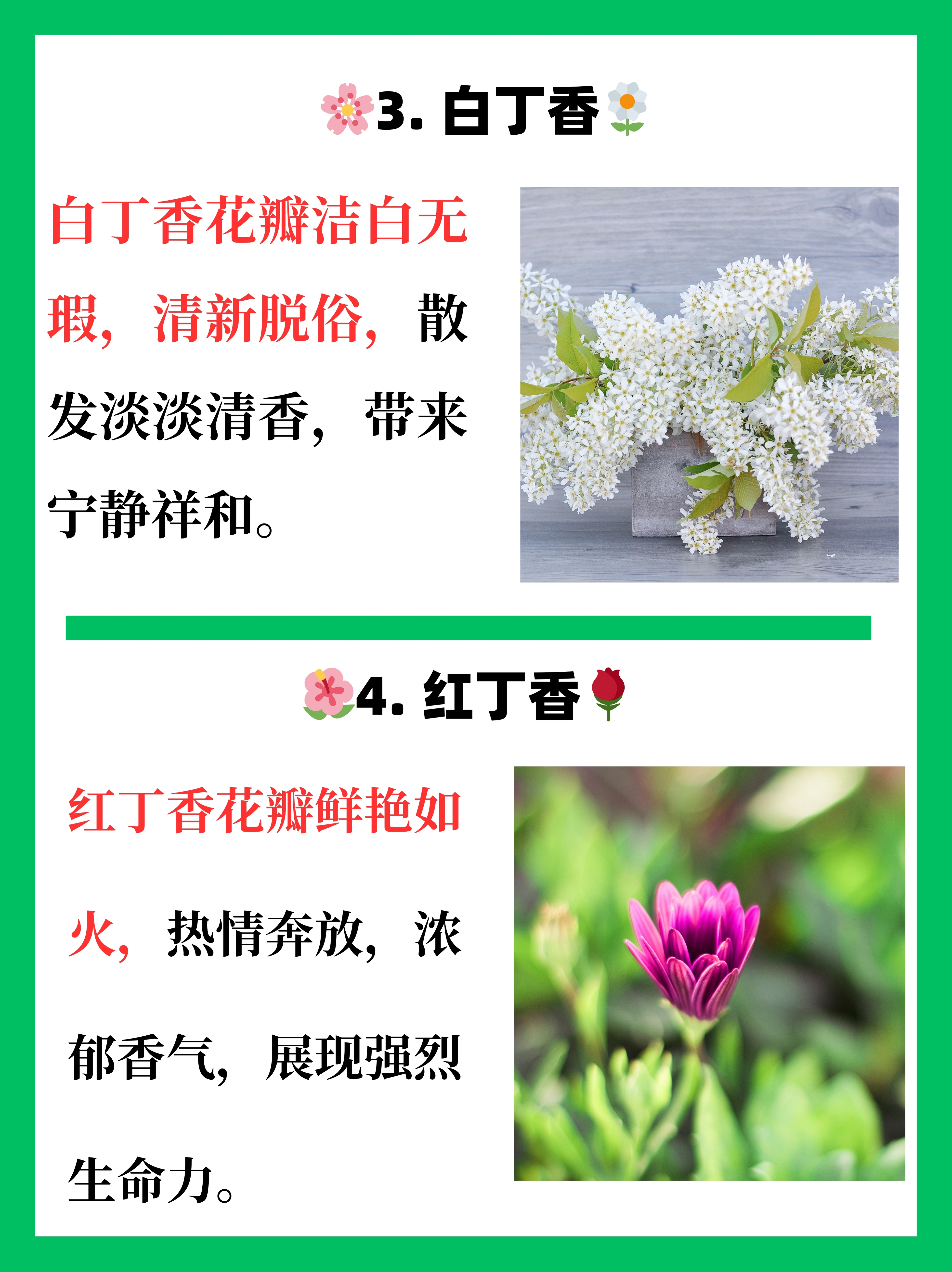 丁香花的样子具体描写图片