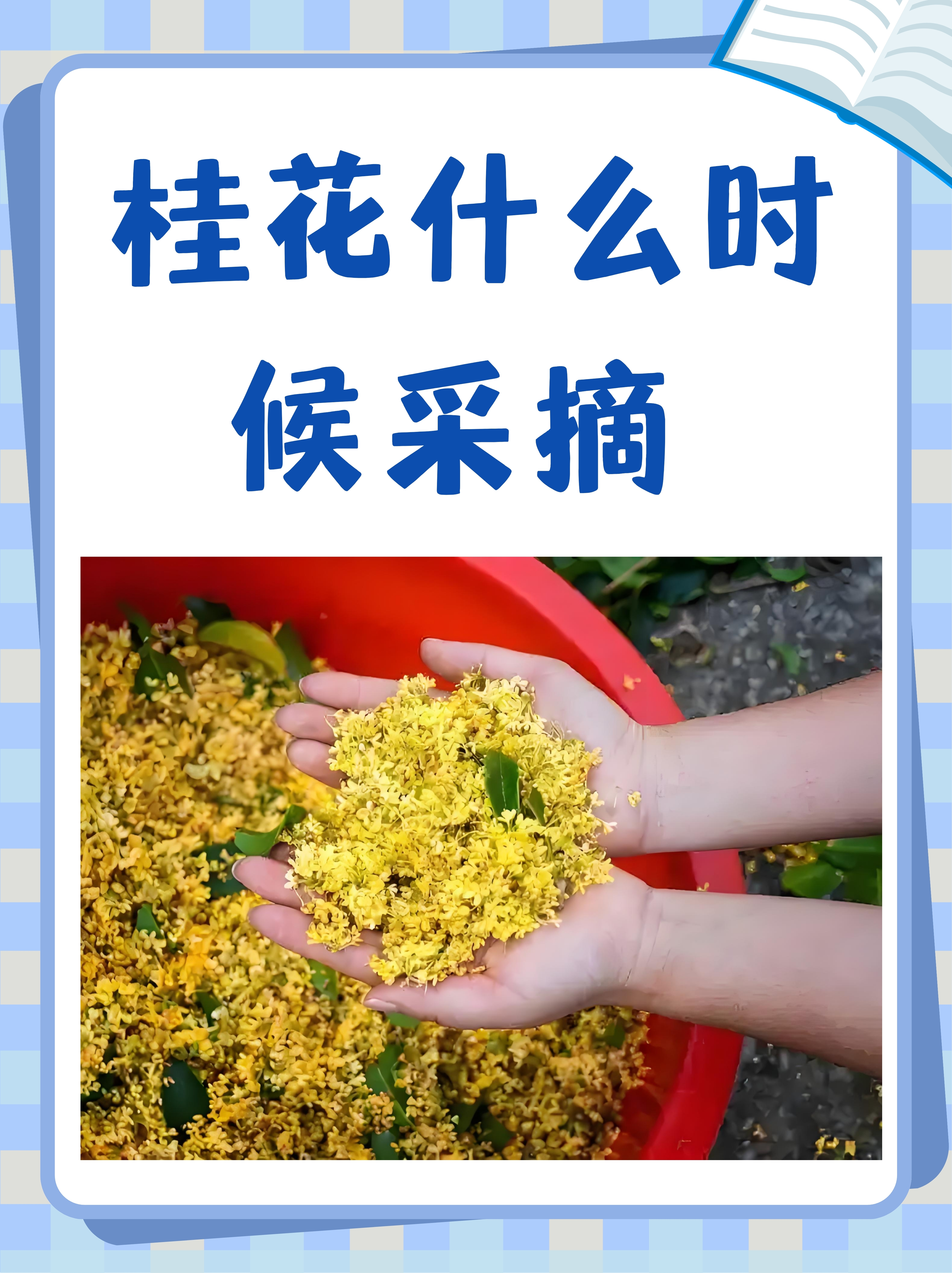 鲜桂花能直接泡蜂蜜吗百度百科(鲜桂花能直接泡蜂蜜吗百度百科图片)