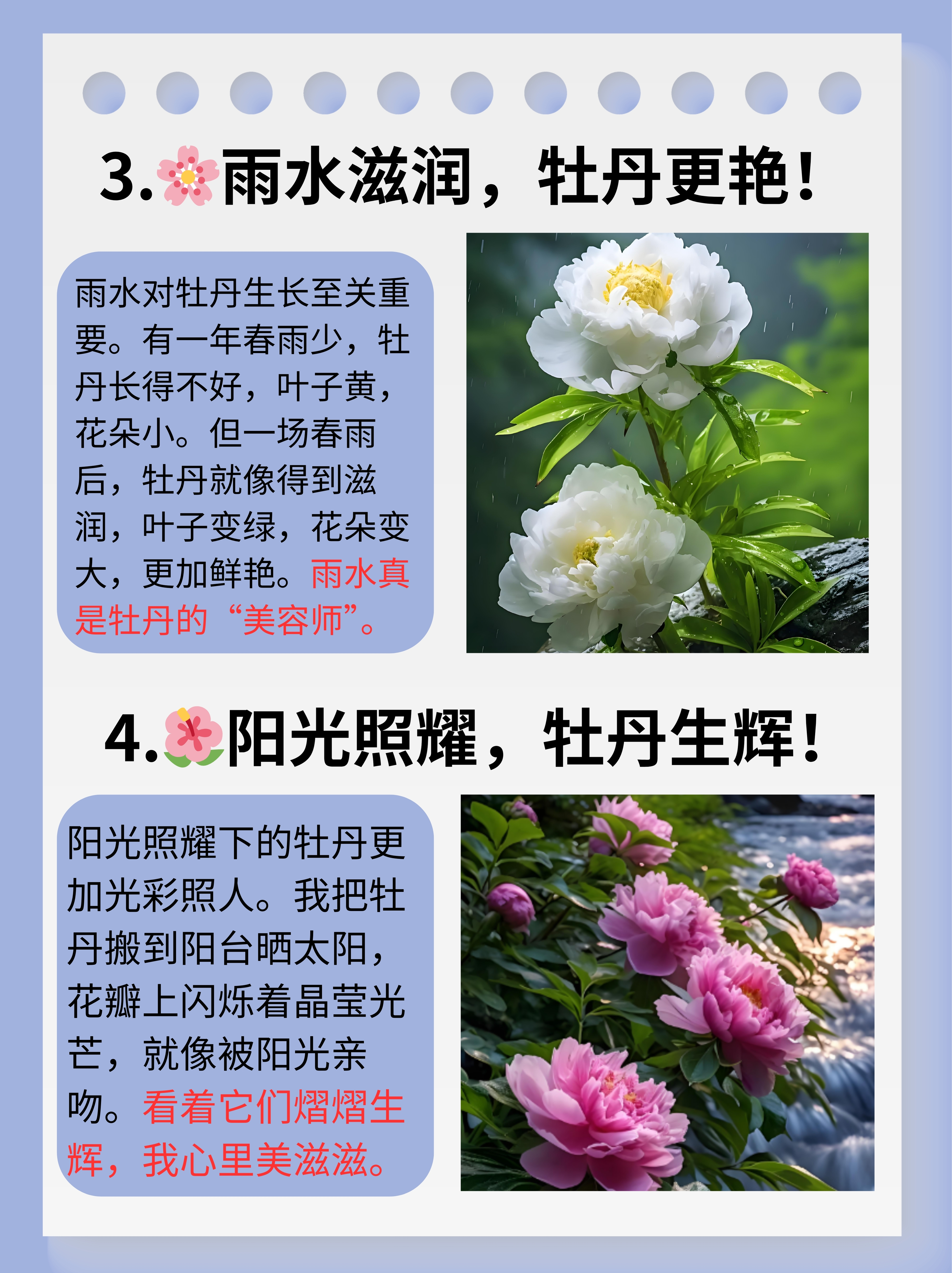 花大臣牡丹简介图片