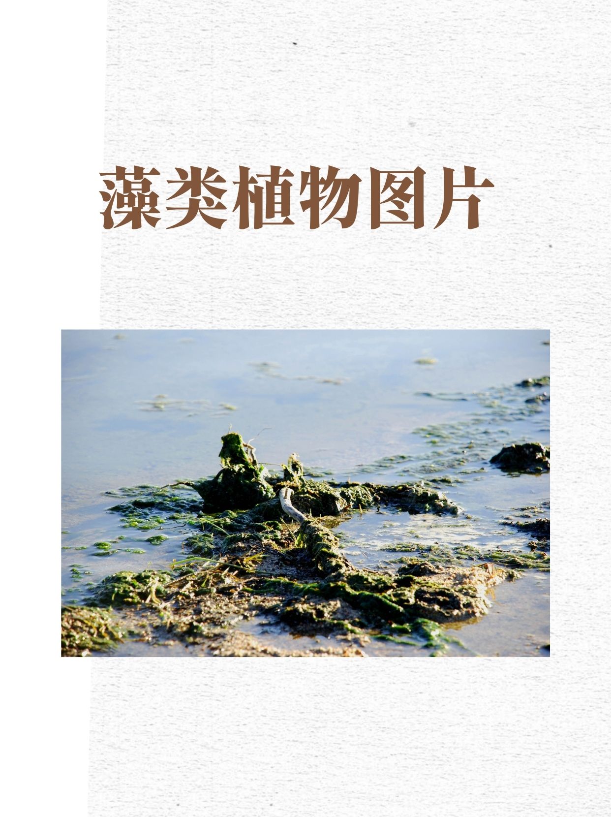 藻类植物美图鉴赏  种类丰富的藻类 绿藻:呈现鲜绿色